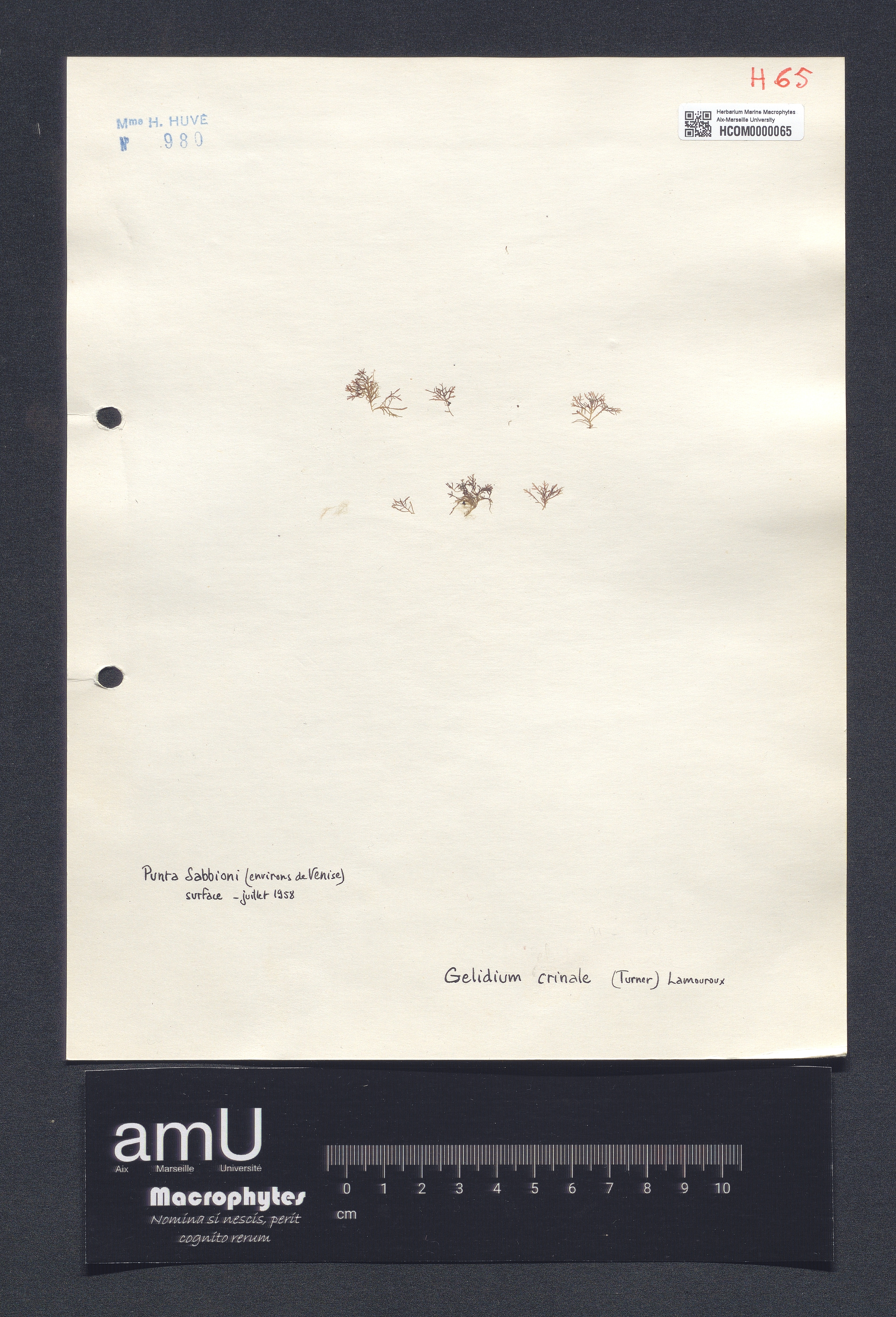 Gelidium crinale specimen