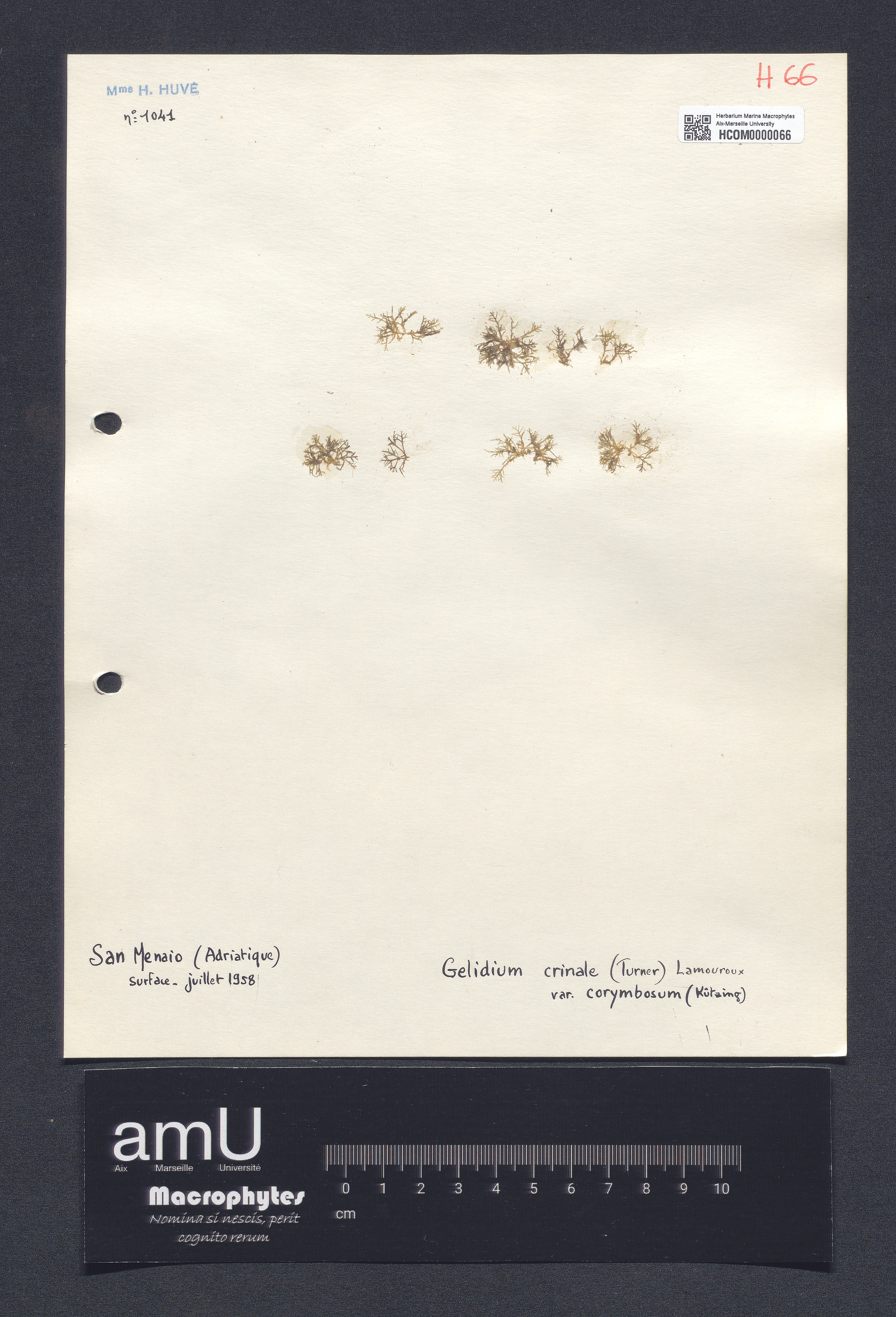 Gelidium crinale var. corymbosum specimen