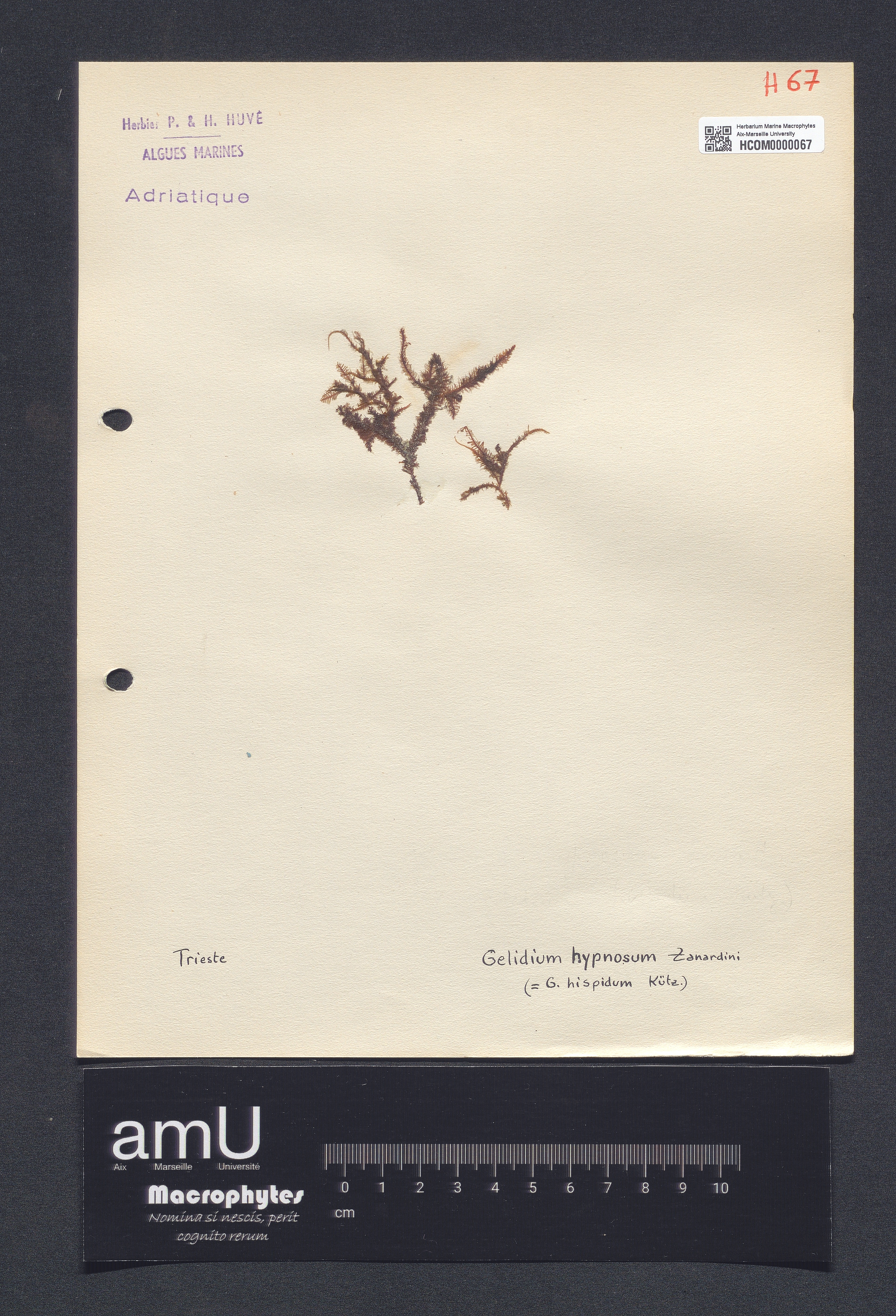 Gelidium hypnosum specimen
