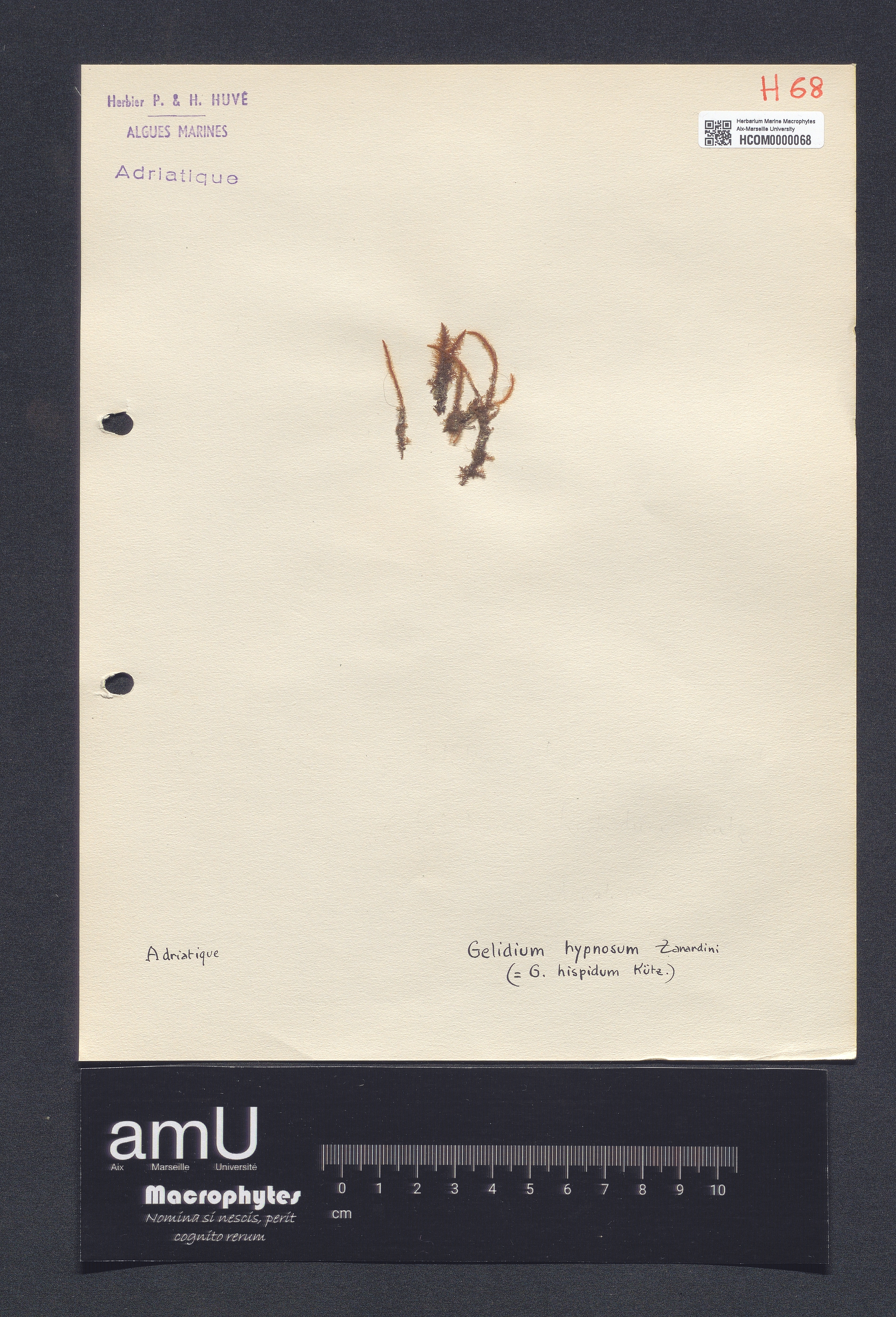 Gelidium hypnosum specimen