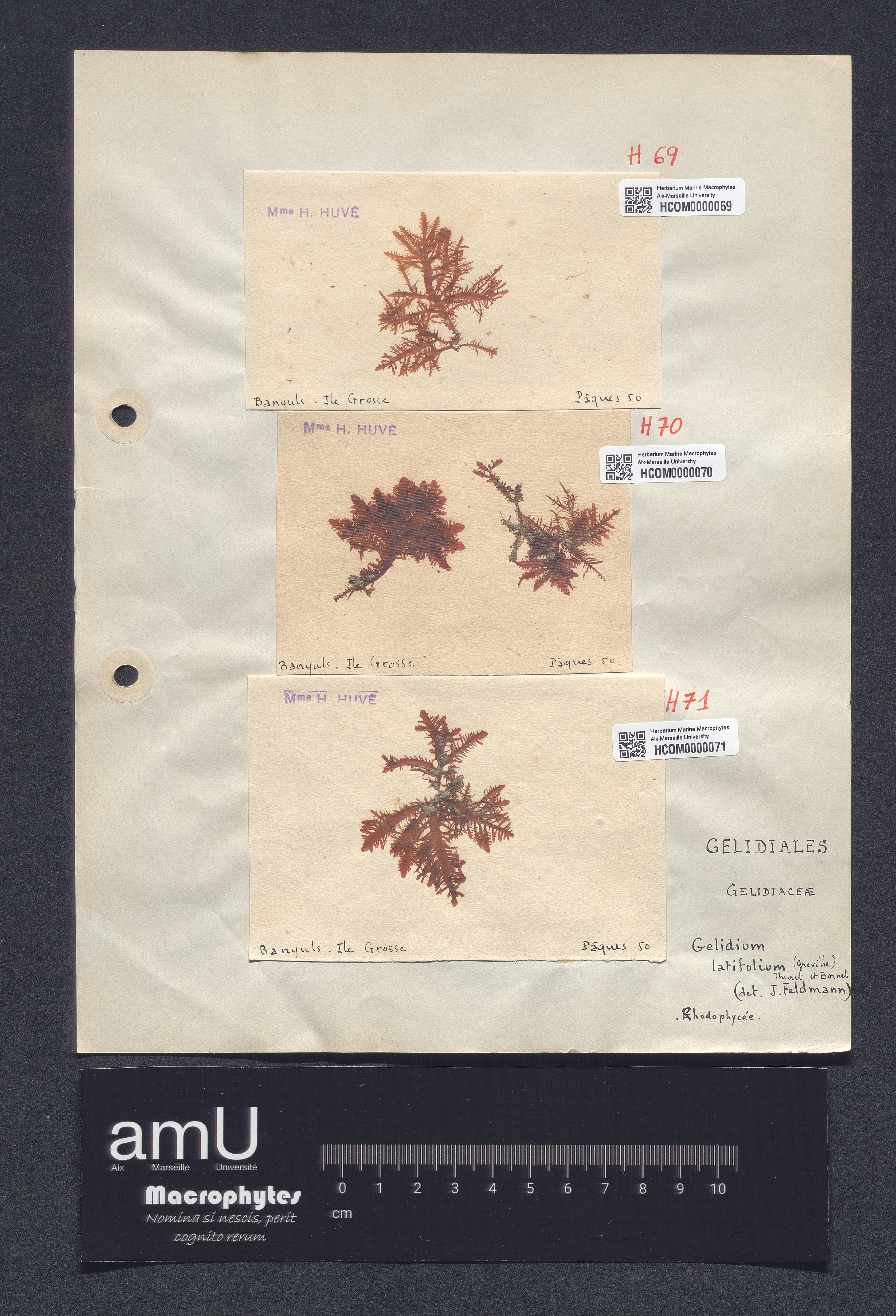 Gelidium latifolium specimen