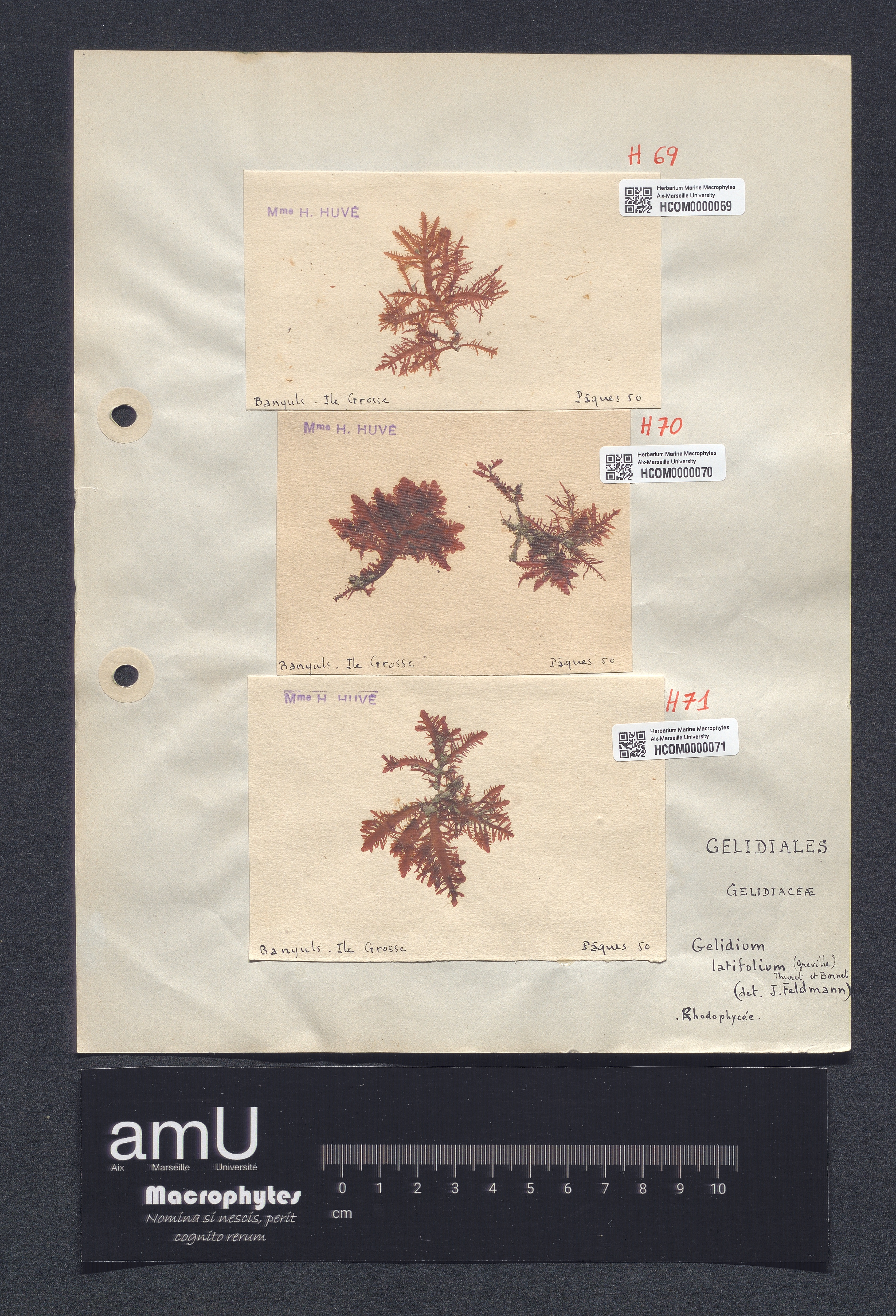 Gelidium latifolium specimen