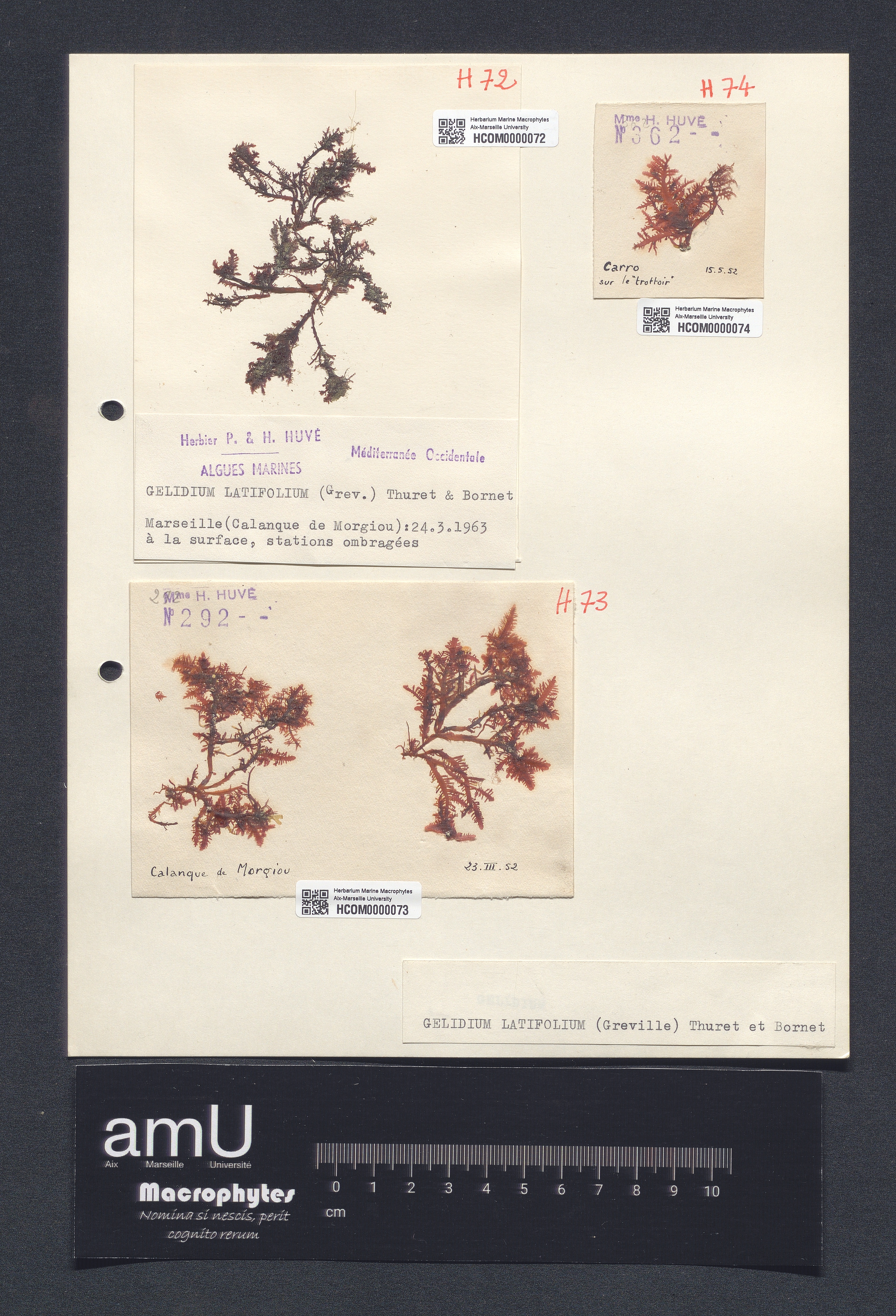 Gelidium latifolium specimen