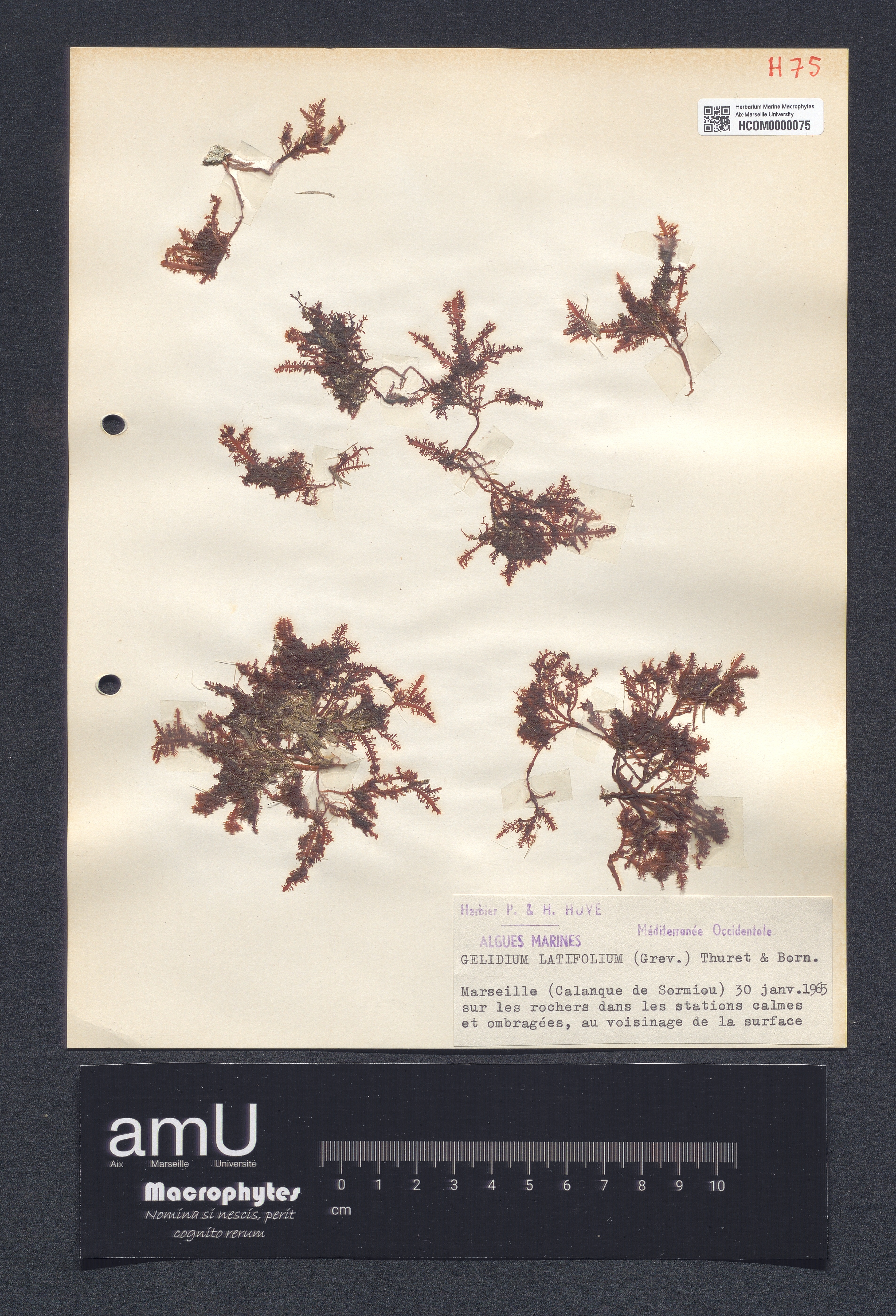 Gelidium latifolium specimen