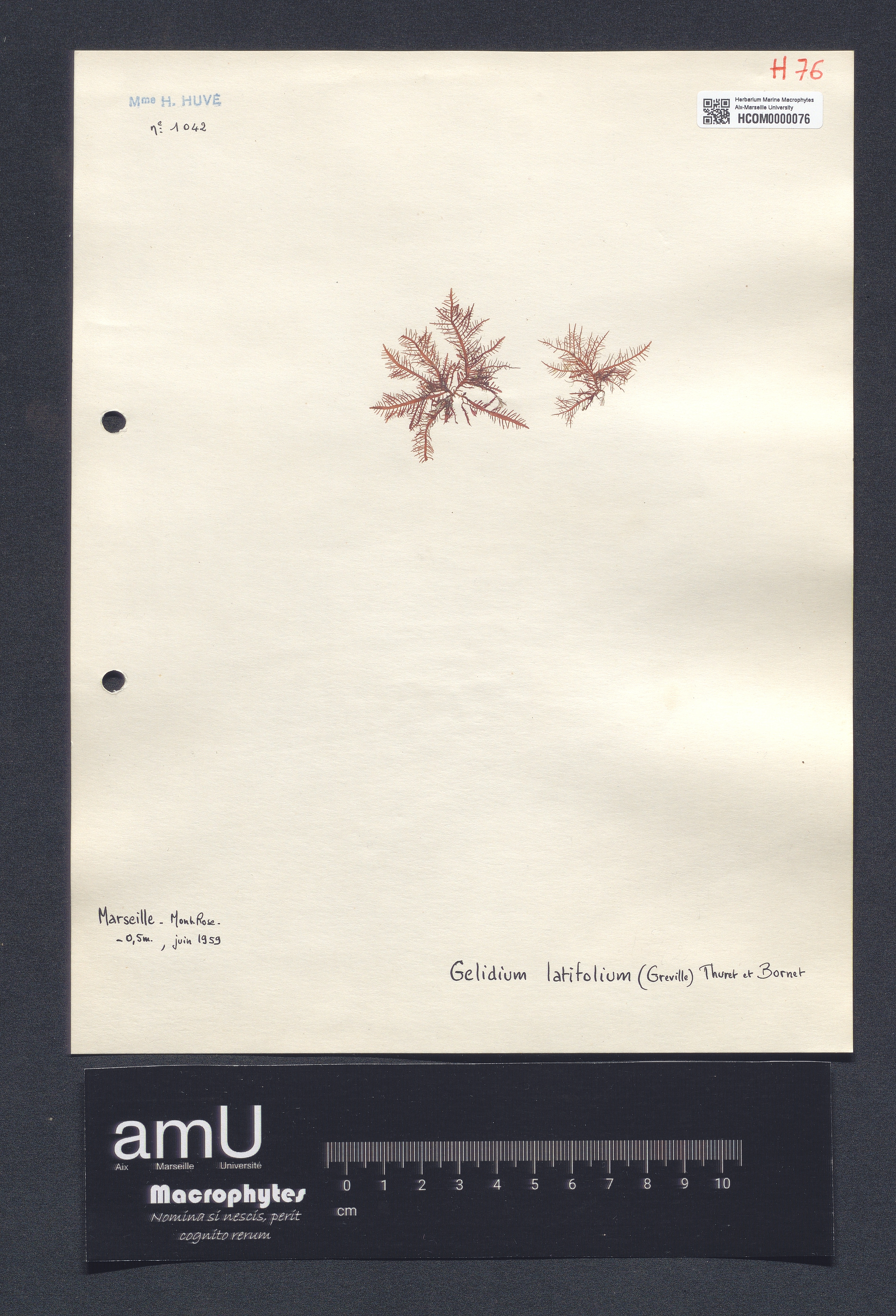 Gelidium latifolium specimen