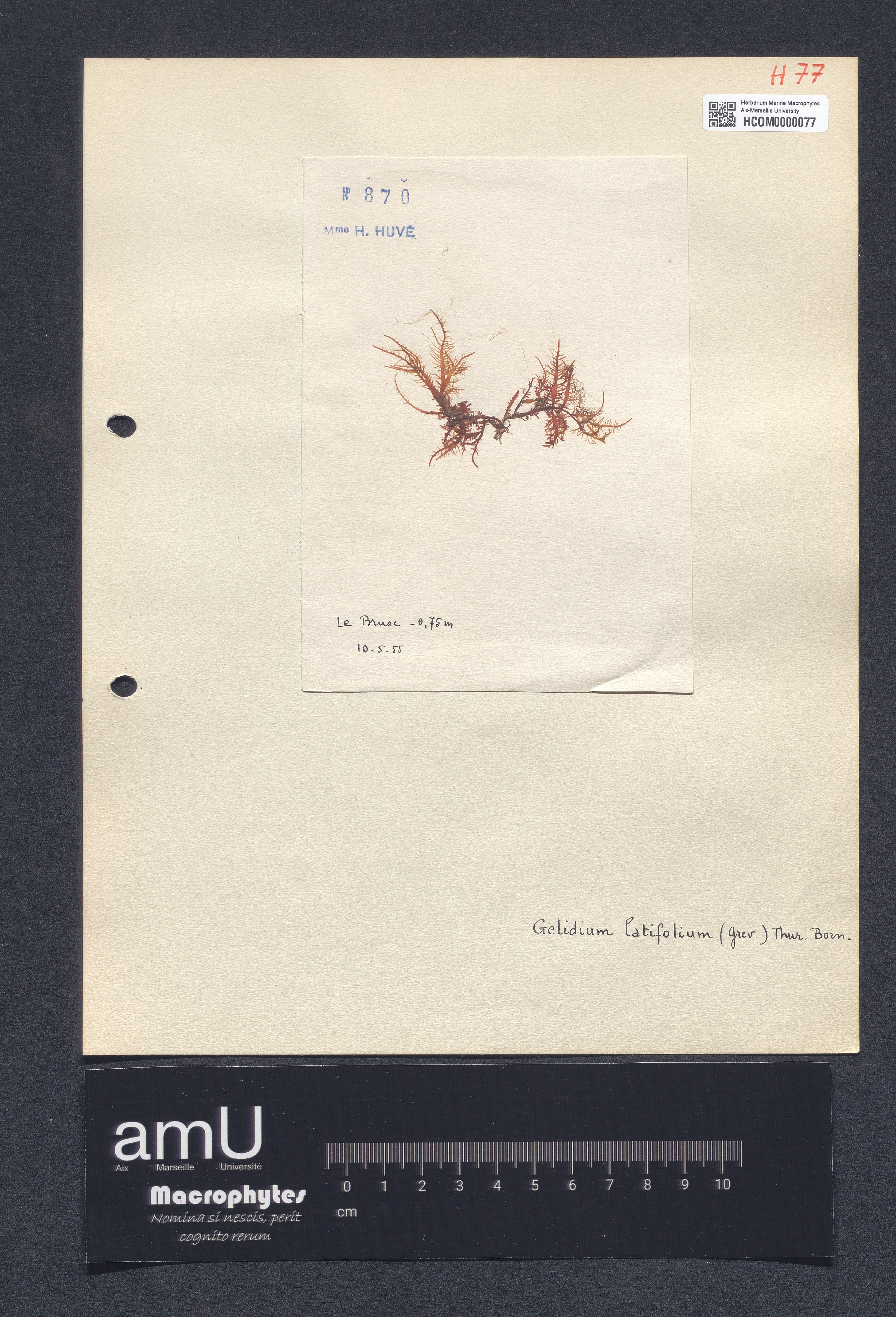 Gelidium latifolium specimen