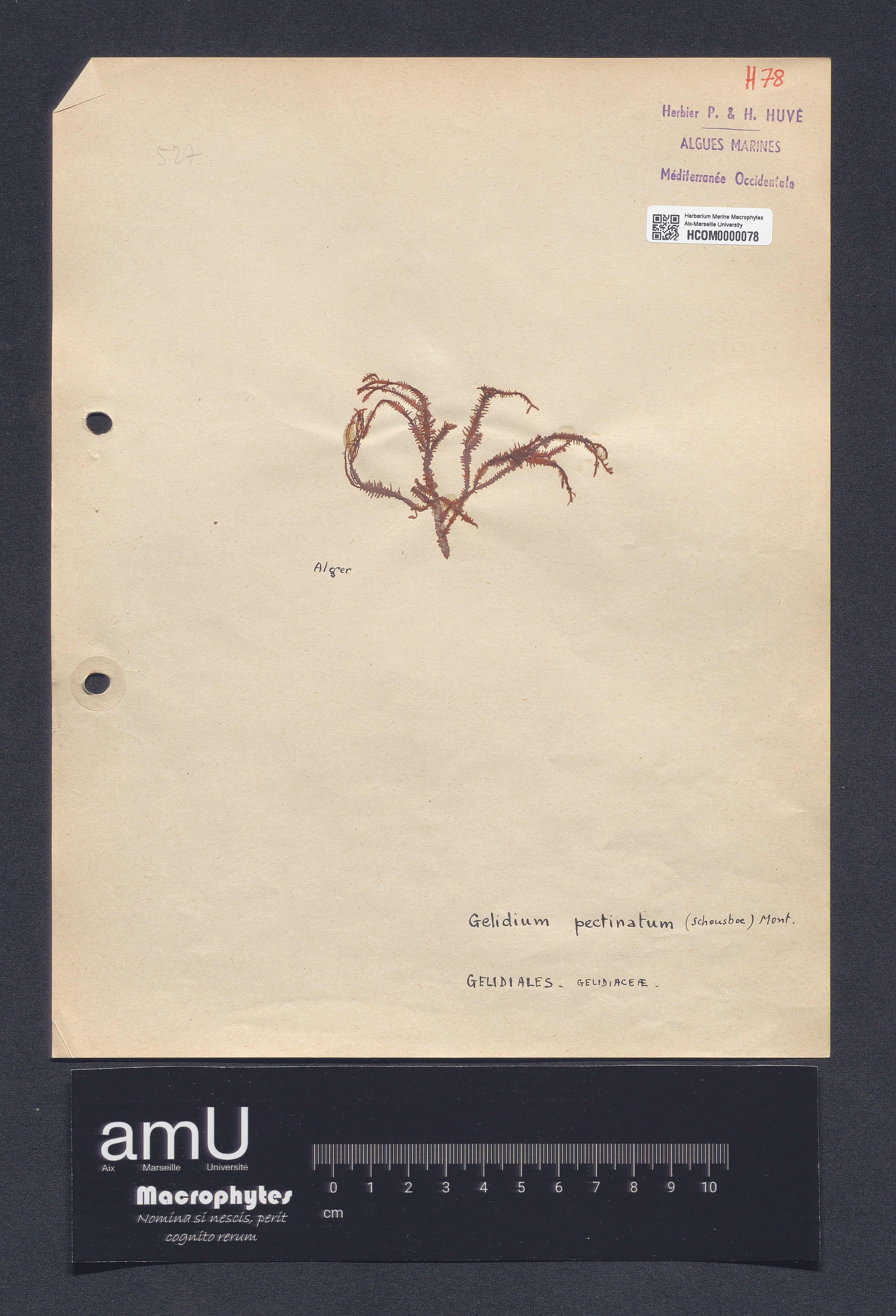 Gelidium pectinatum specimen