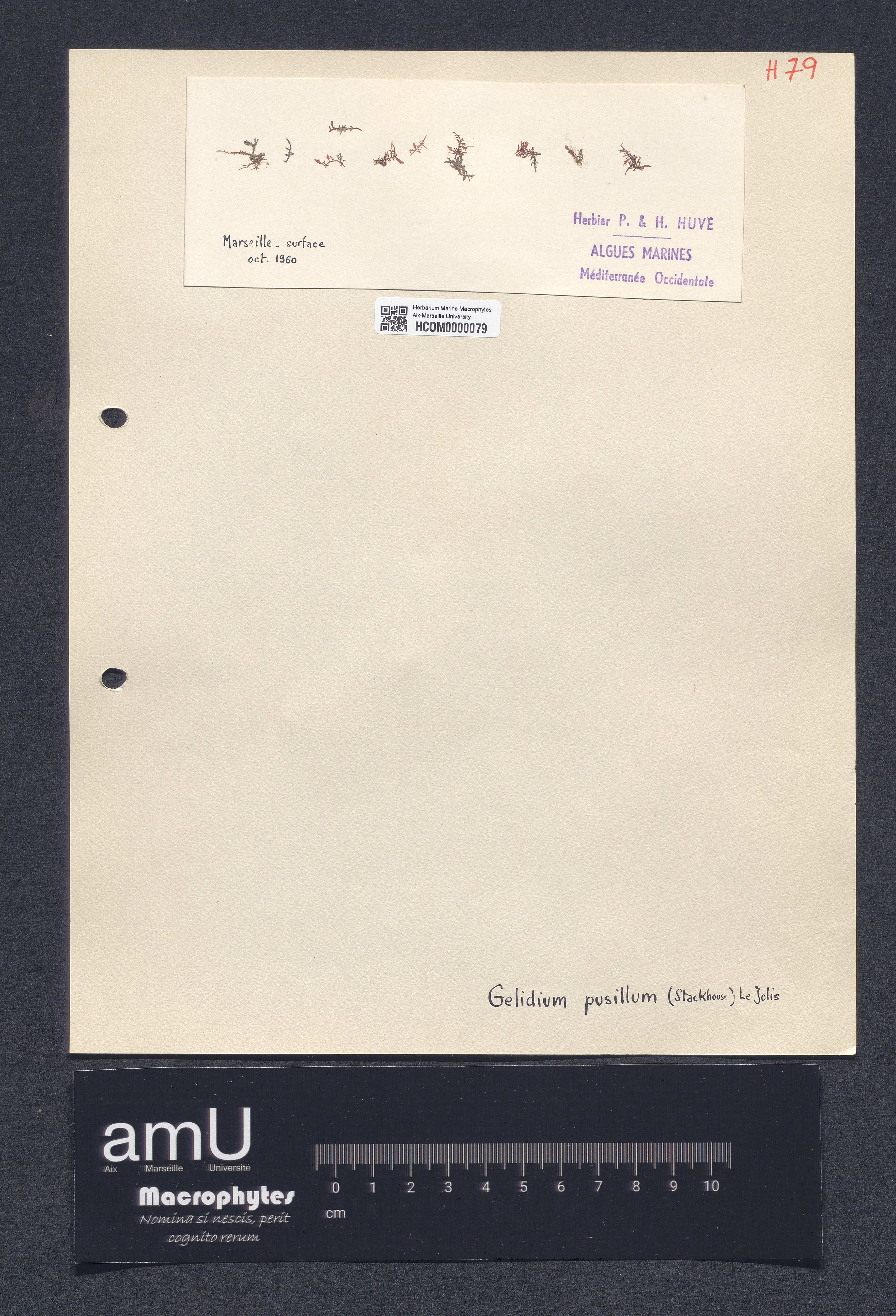 Gelidium pusillum specimen