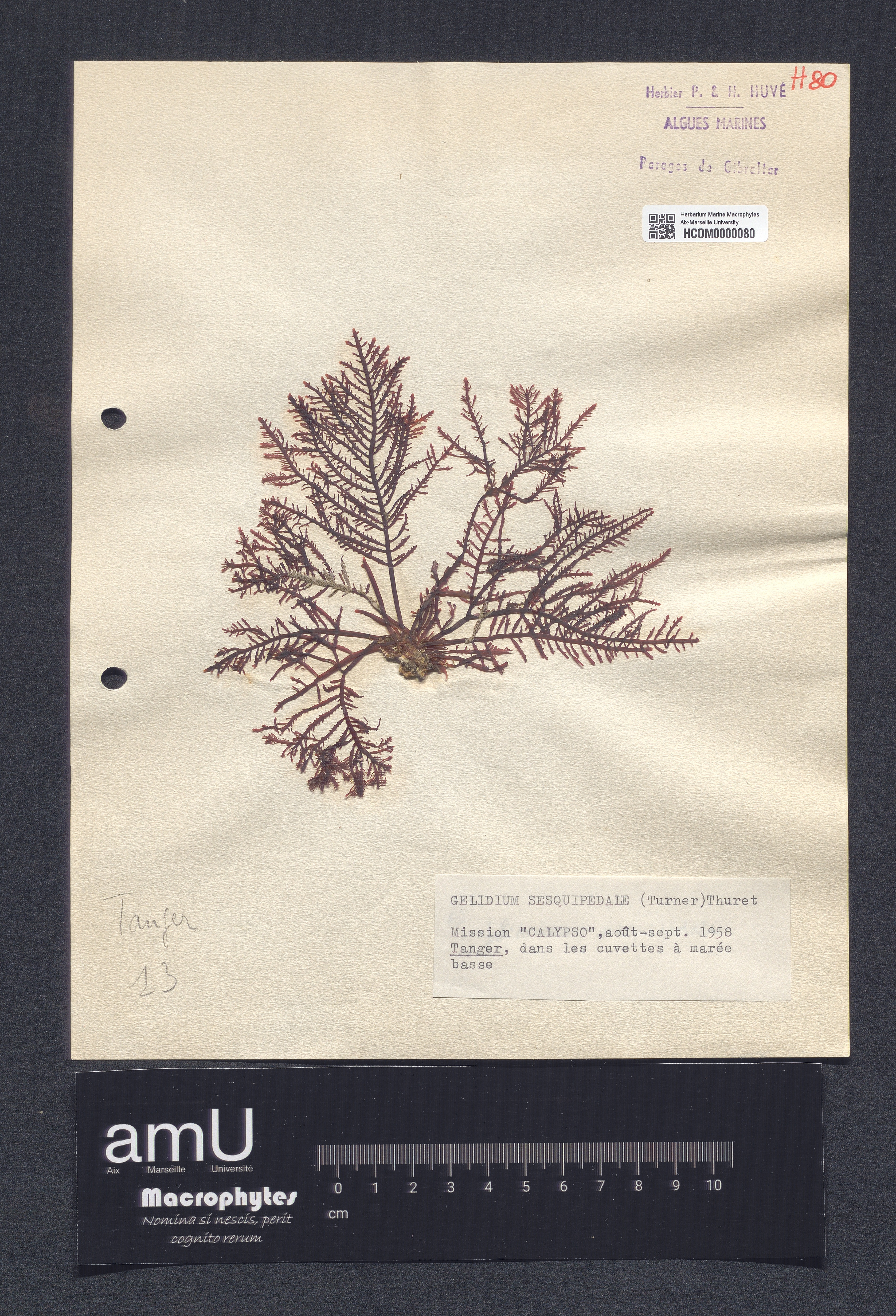 Gelidium sesquipedale specimen