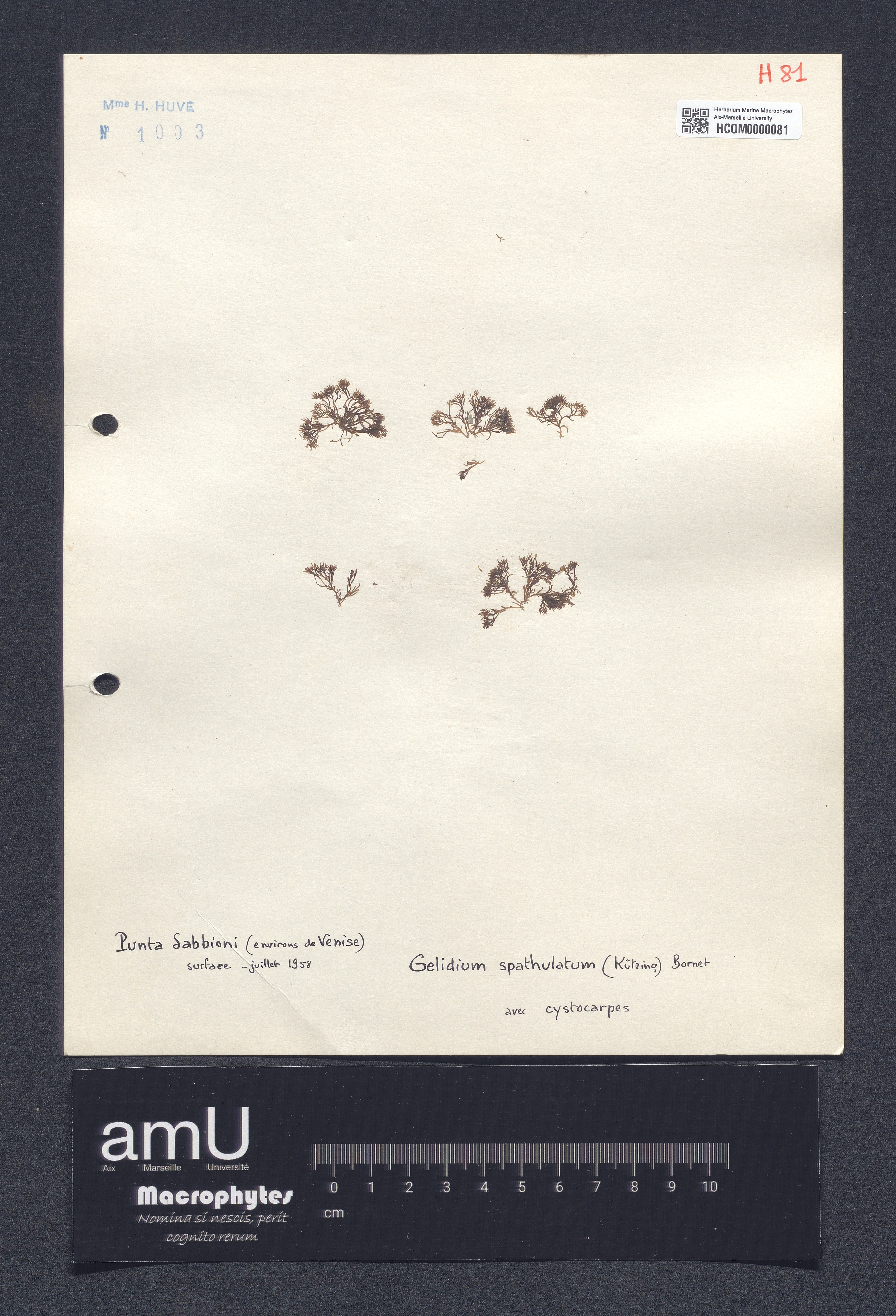 Gelidium spathulatum specimen