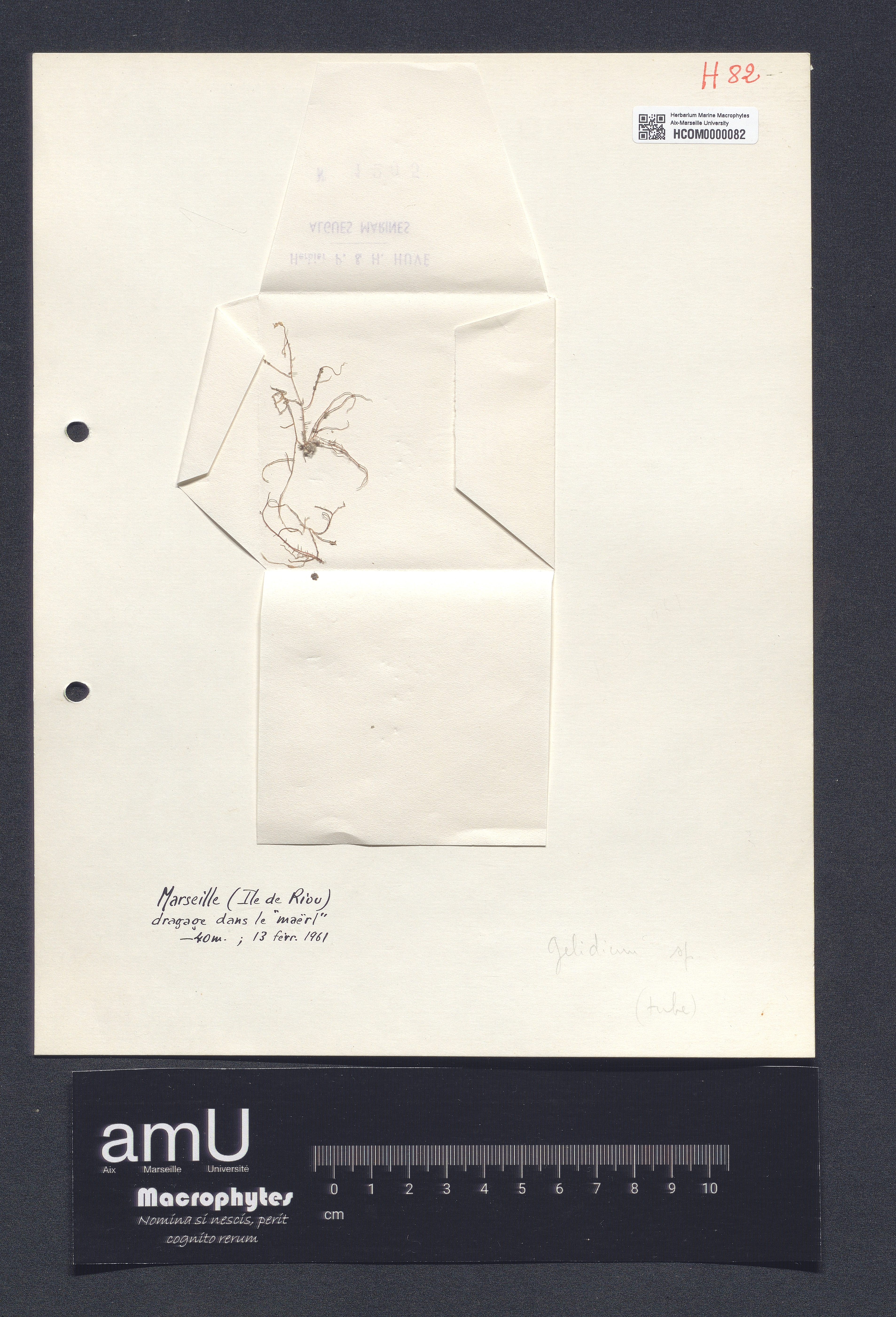 Gelidium sp. specimen