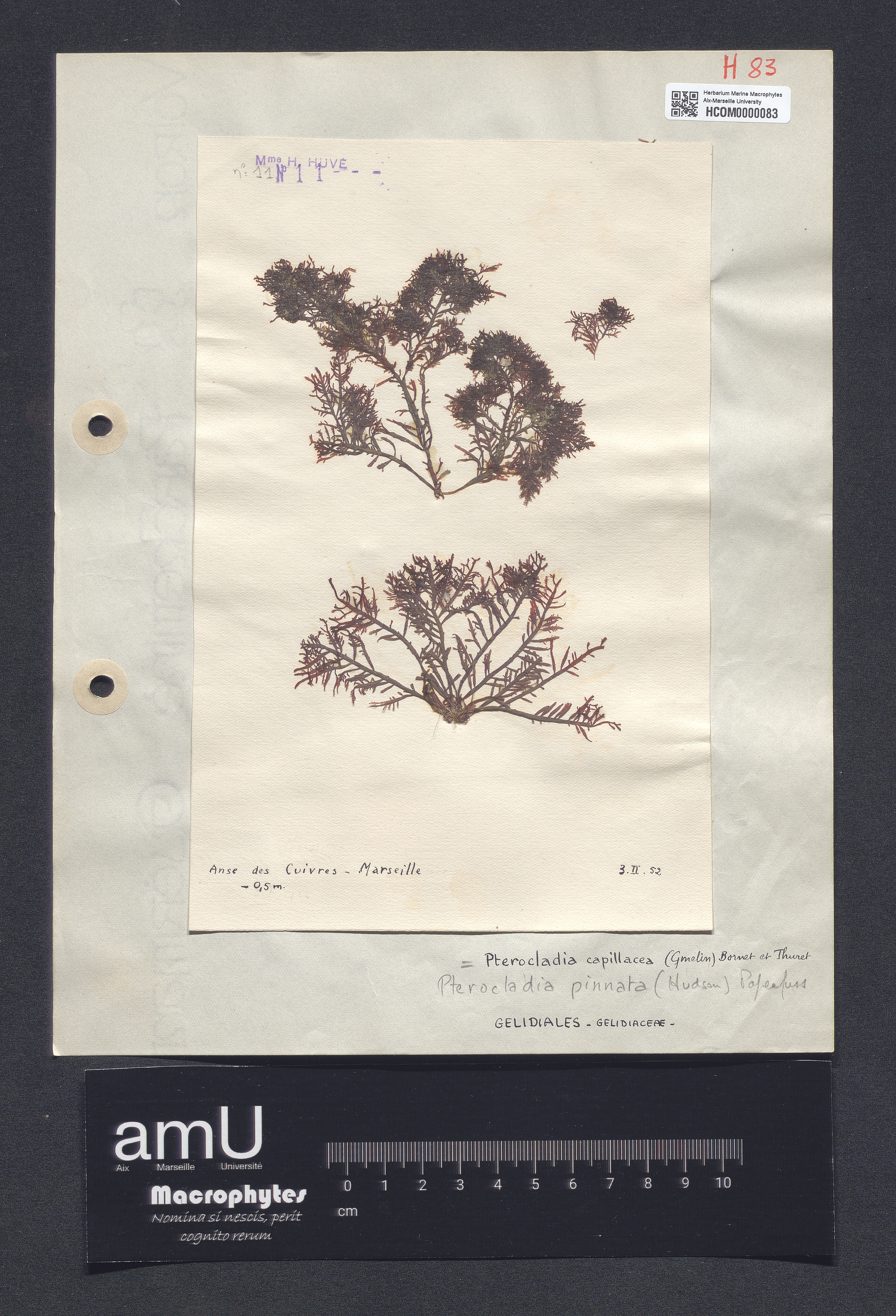 Pterocladia capillacea specimen