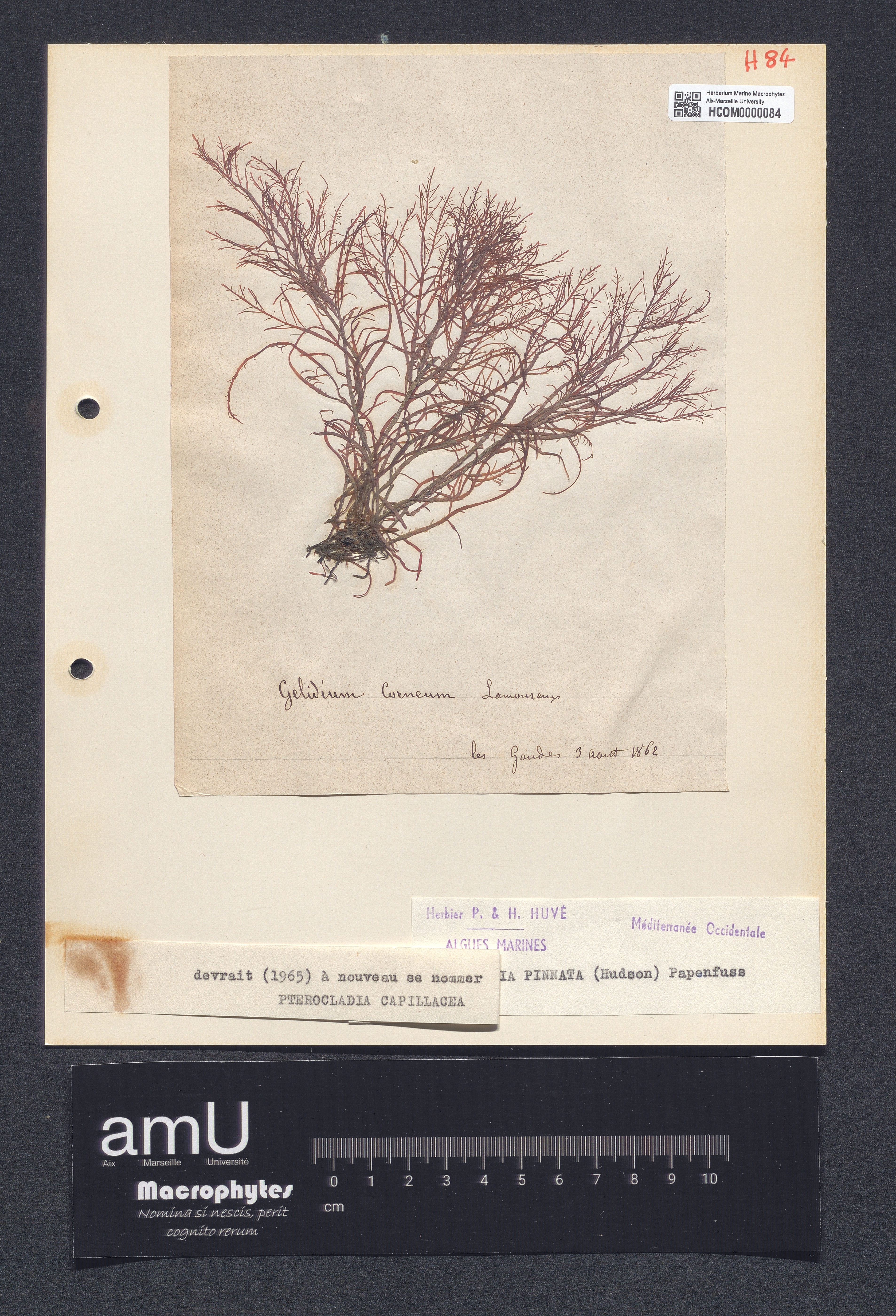 Pterocladia capillacea specimen