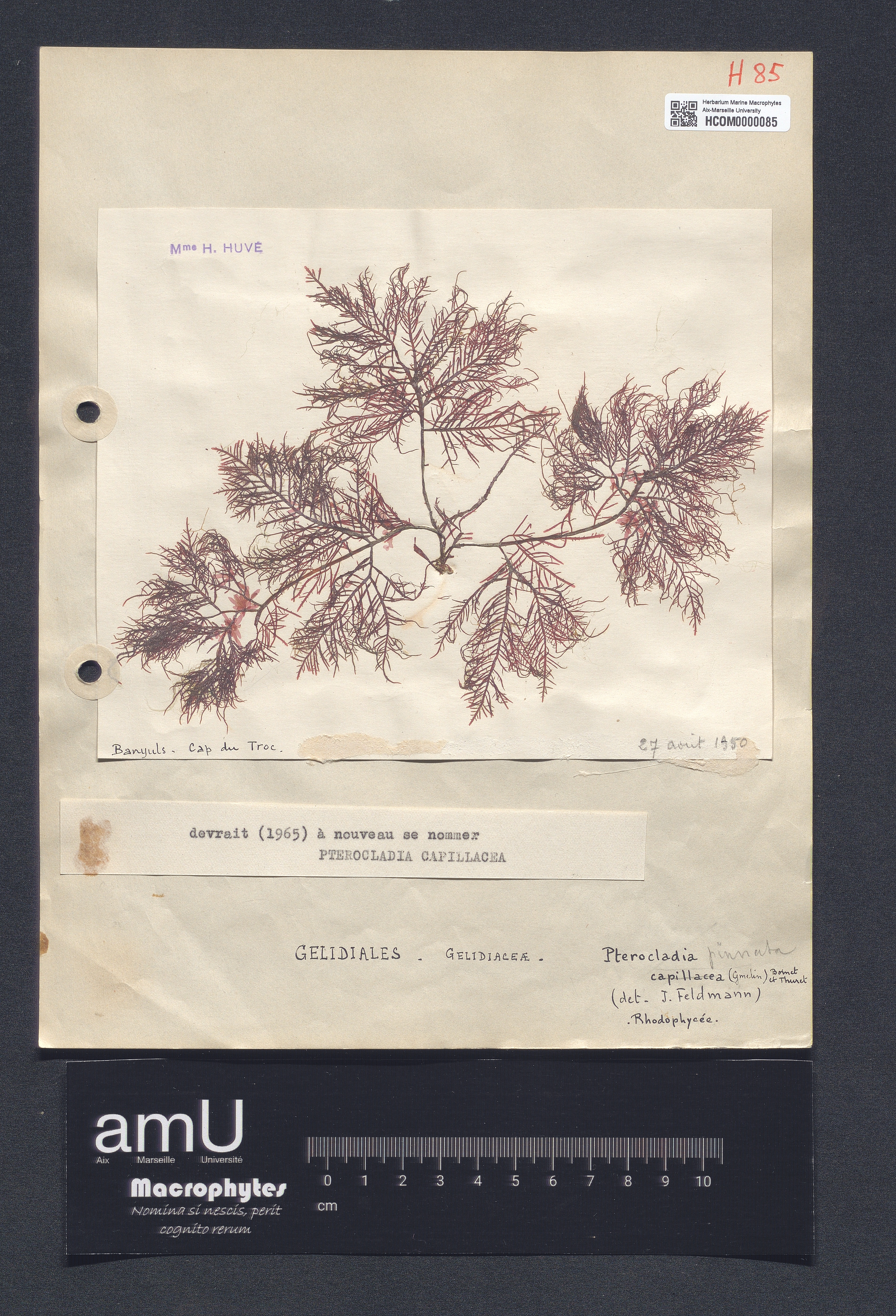 Pterocladia capillacea specimen