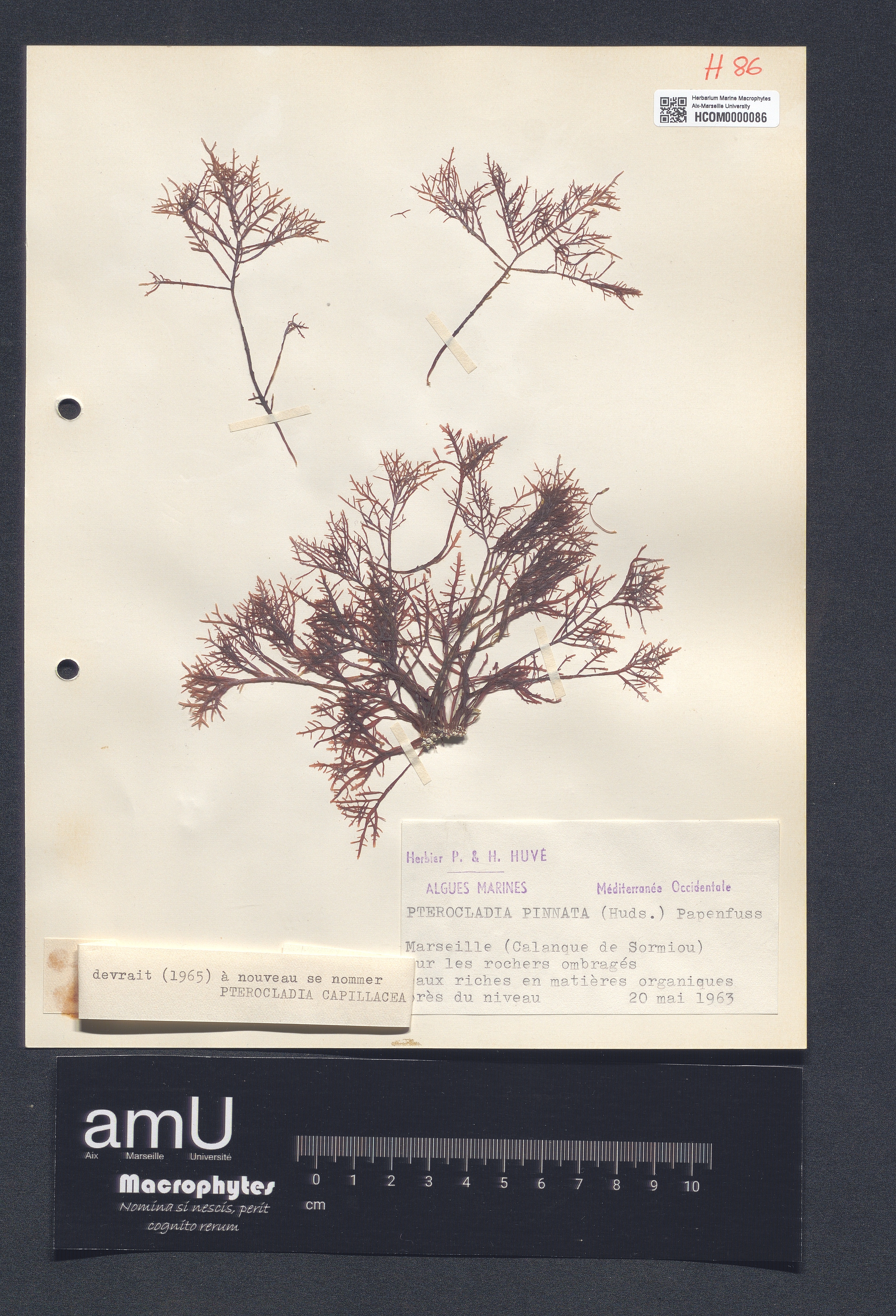 Pterocladia capillacea specimen