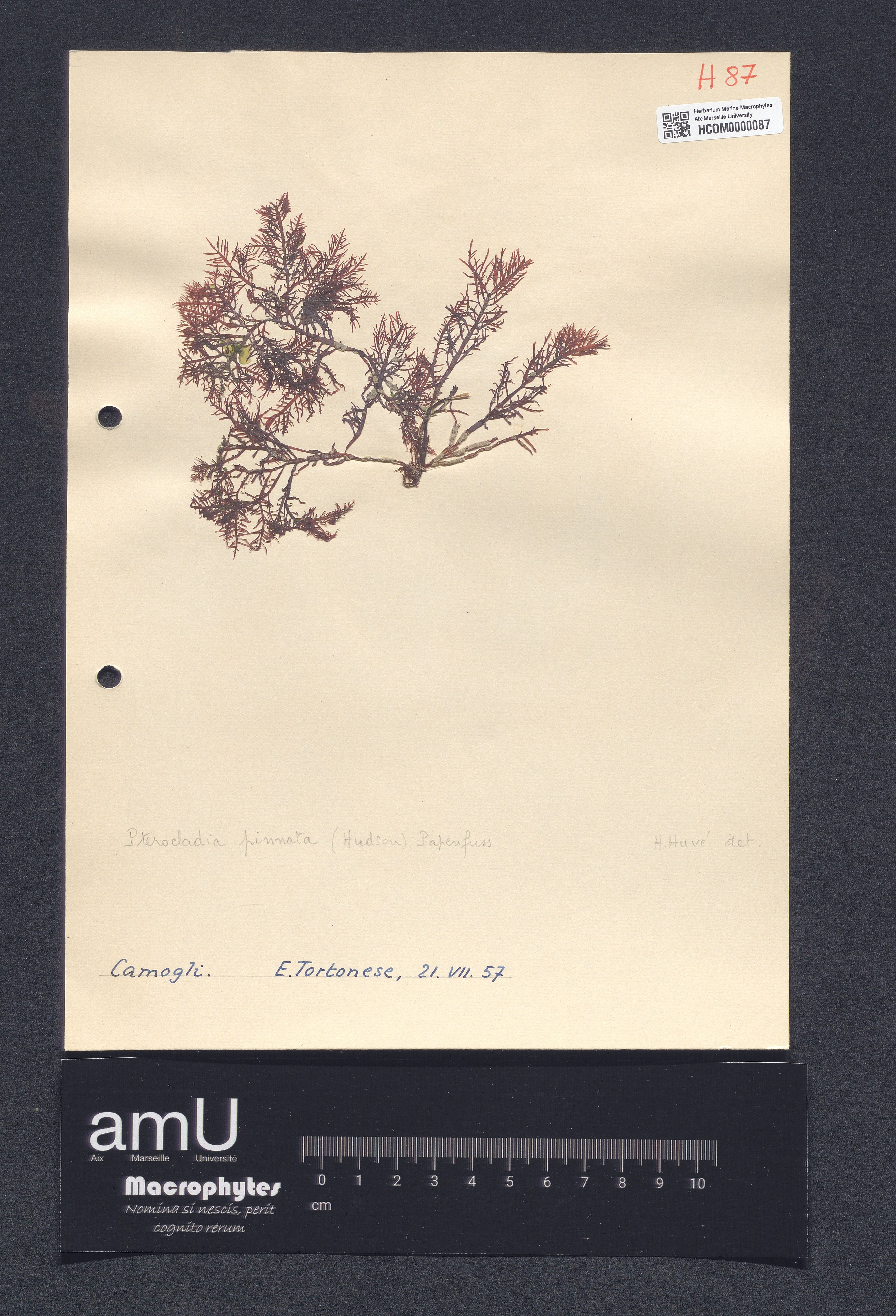 Pterocladia pinnata specimen