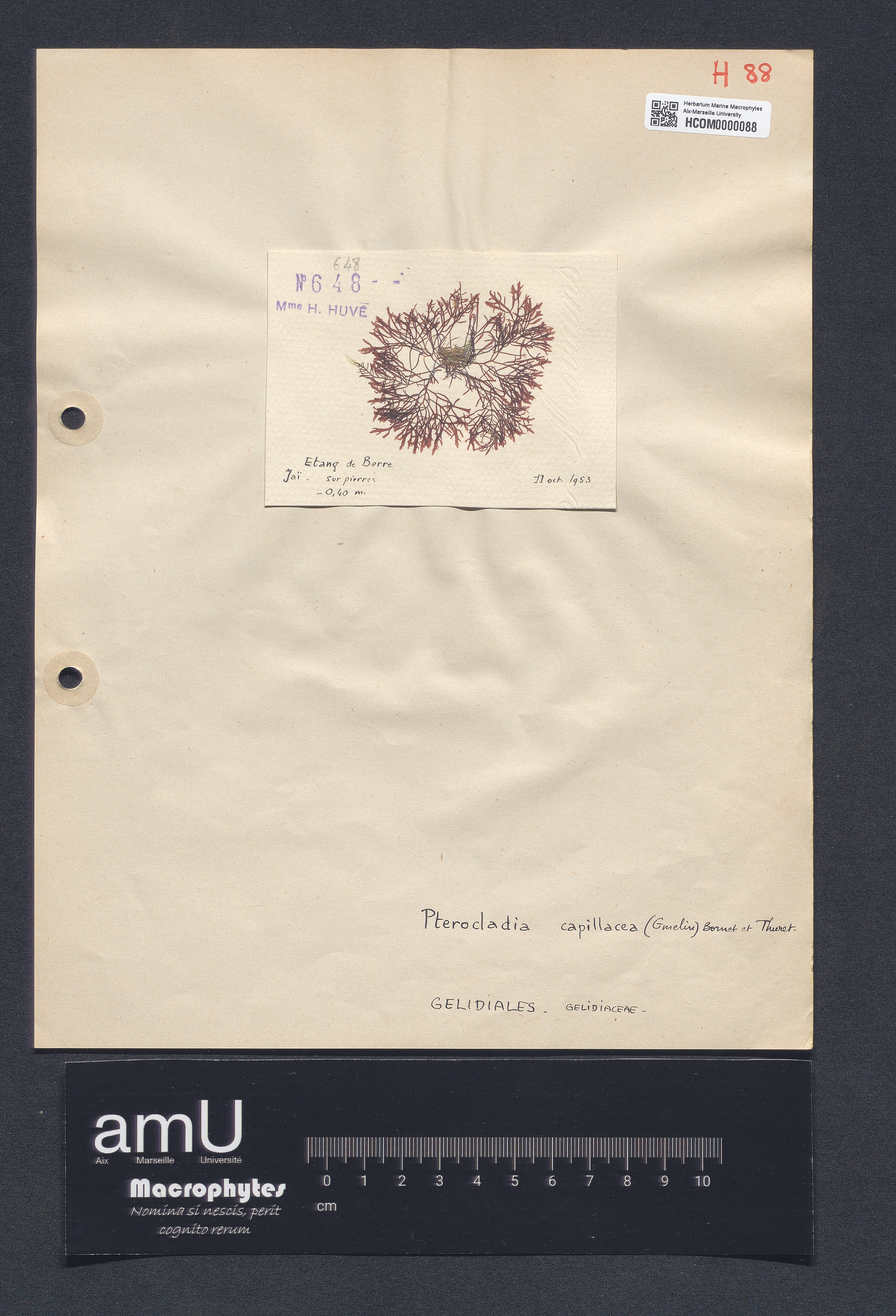 Pterocladia capillacea specimen
