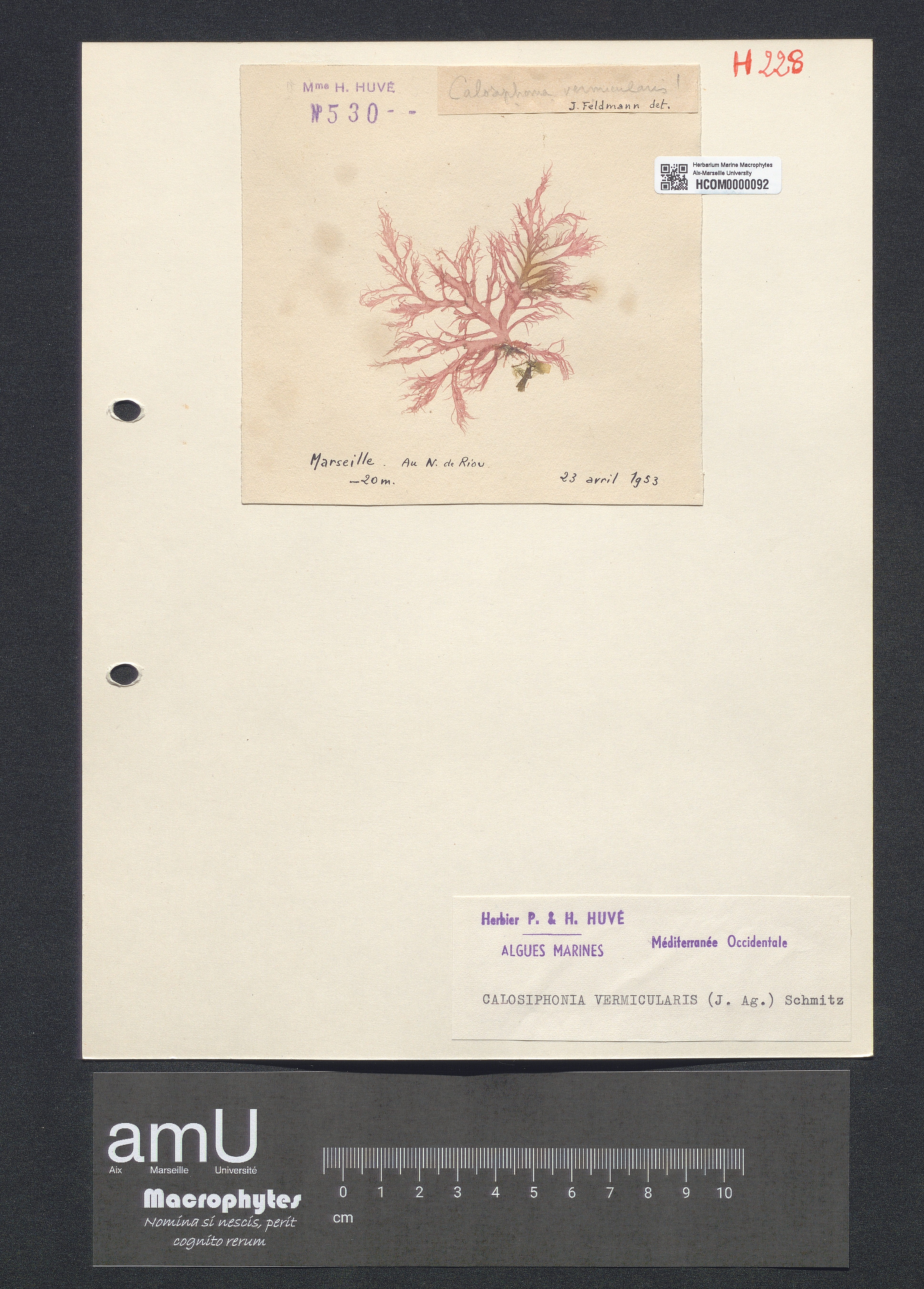 Calosiphonia vermicularis specimen