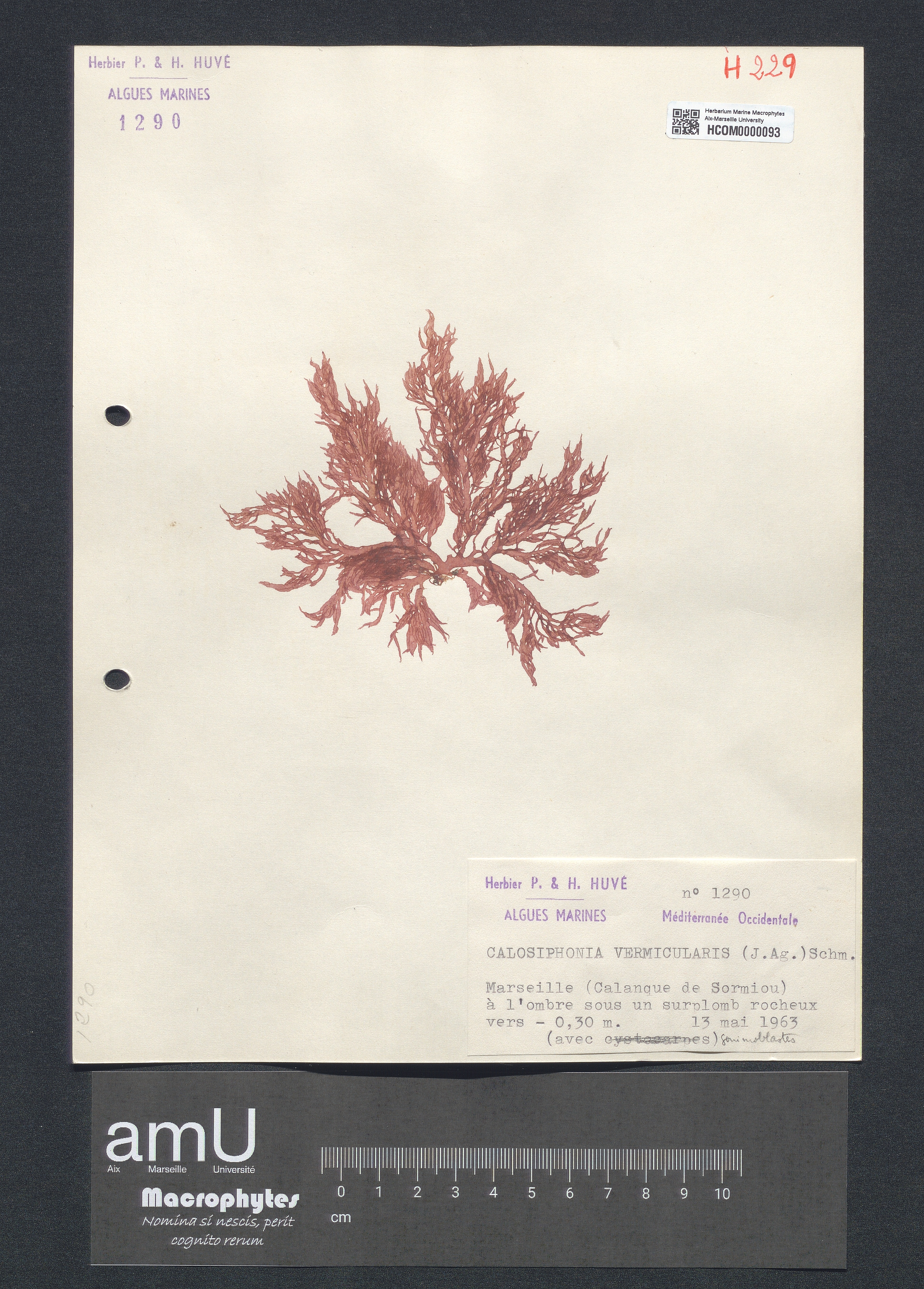 Calosiphonia vermicularis specimen