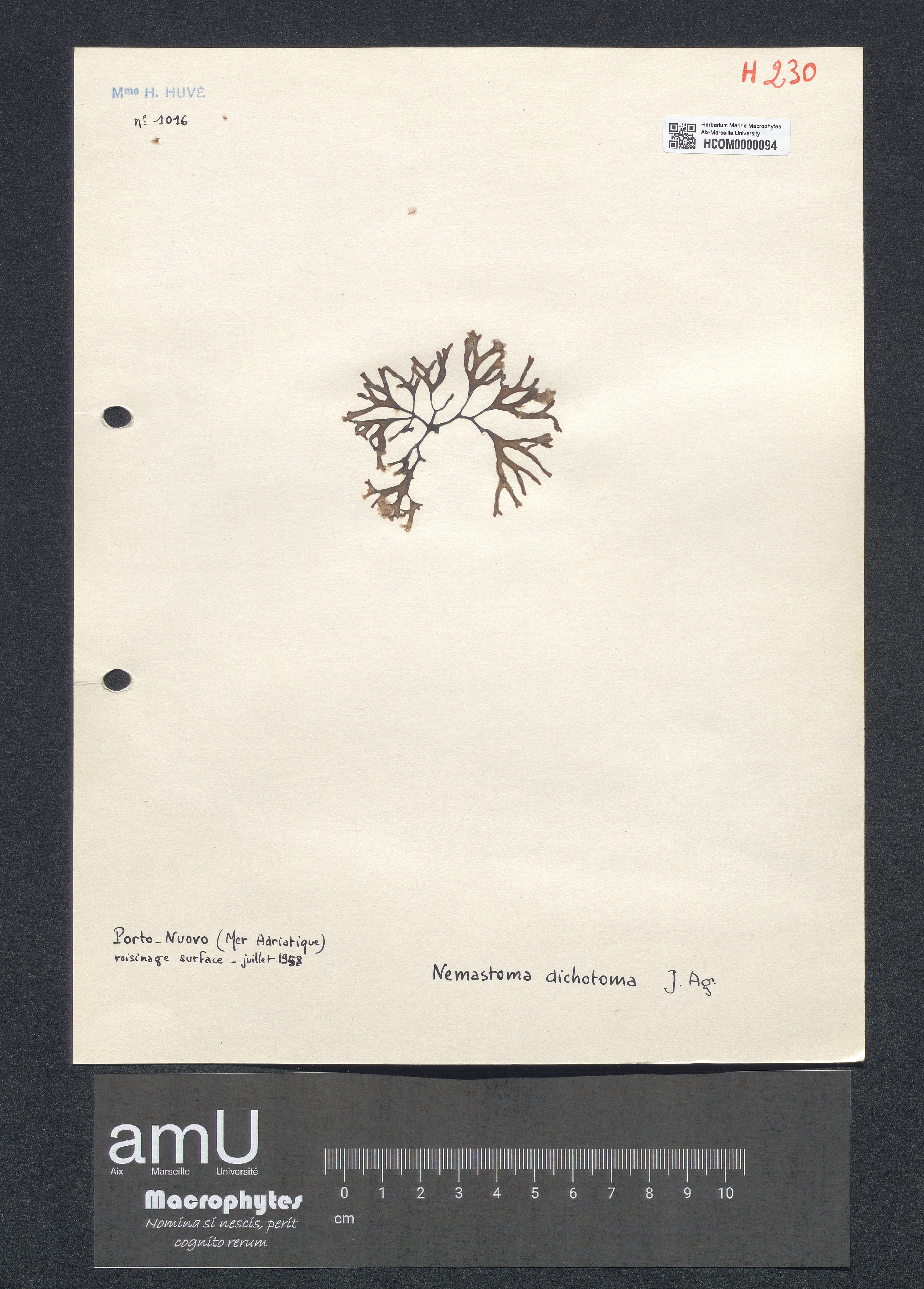 Nemastoma dichotoma specimen