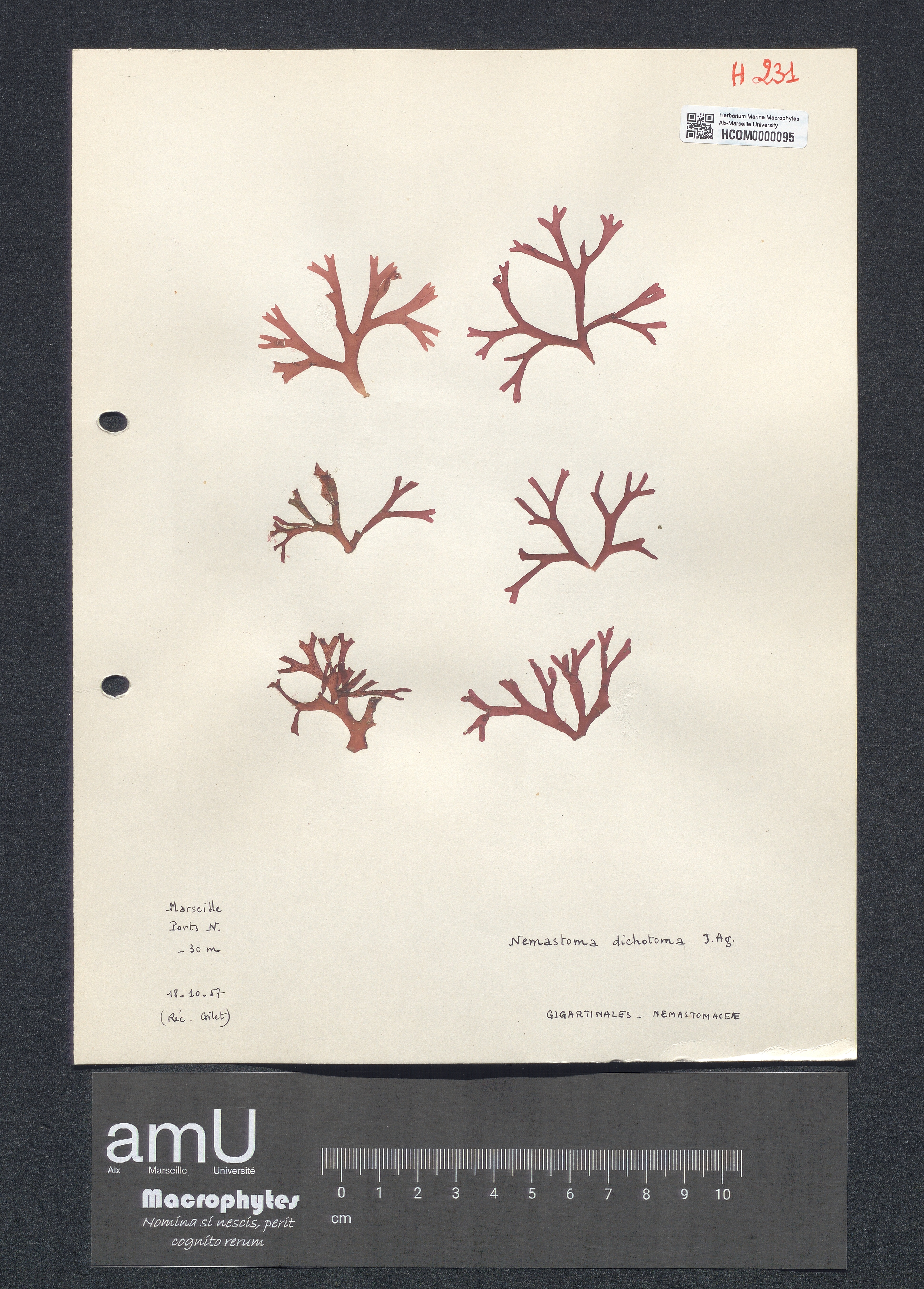 Nemastoma dichotoma specimen