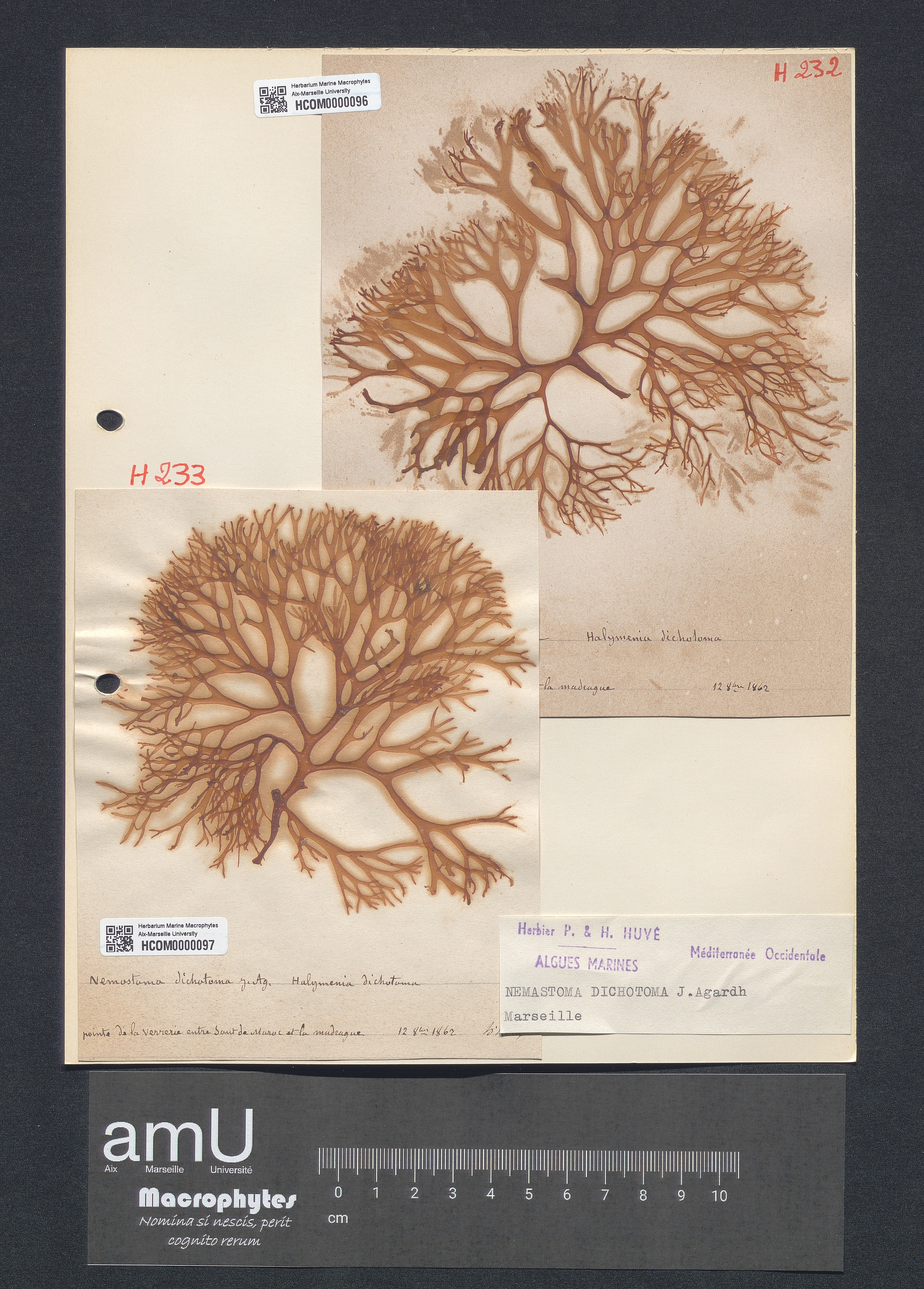 Nemastoma dichotoma specimen