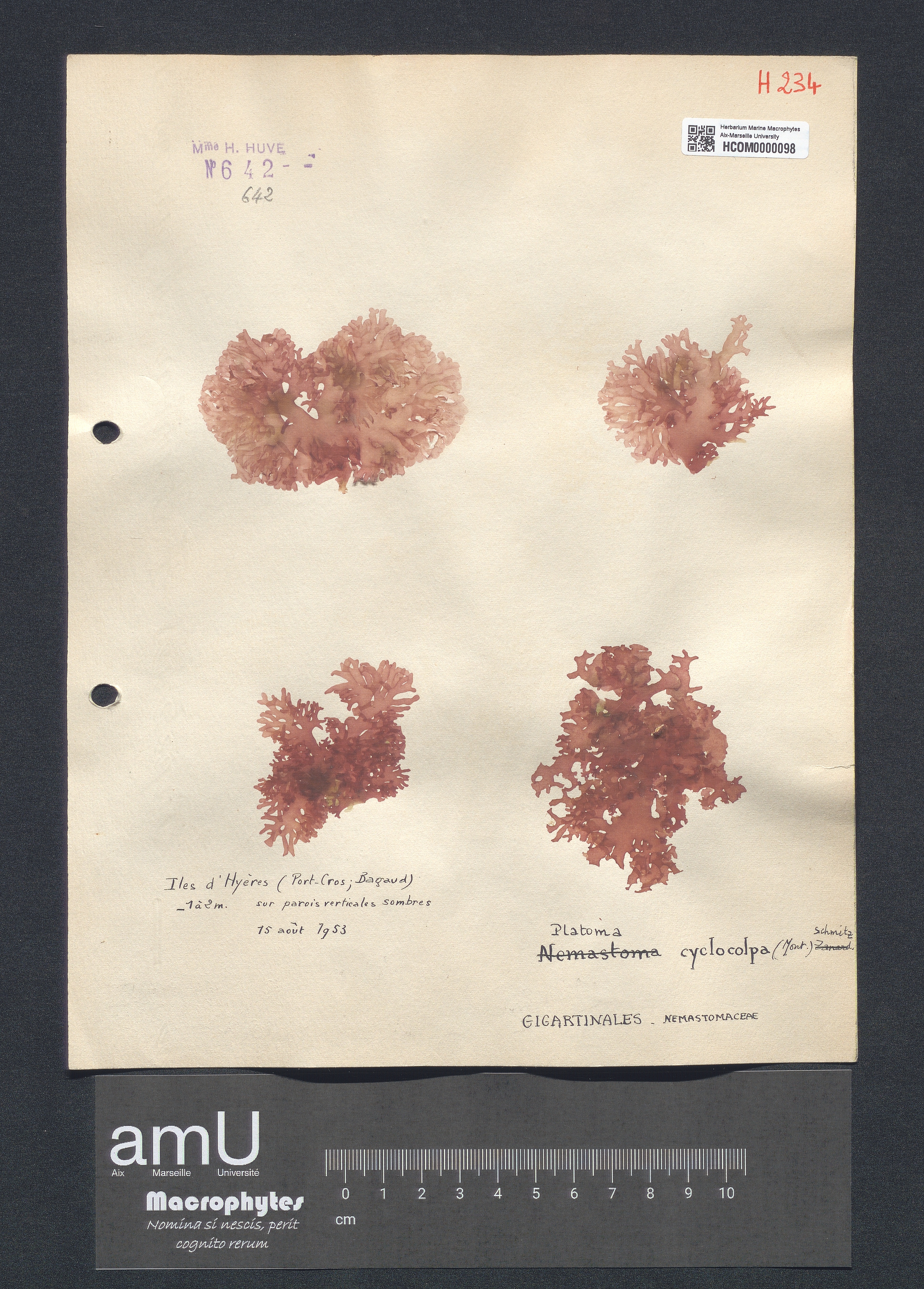 Platoma cyclocolpa specimen