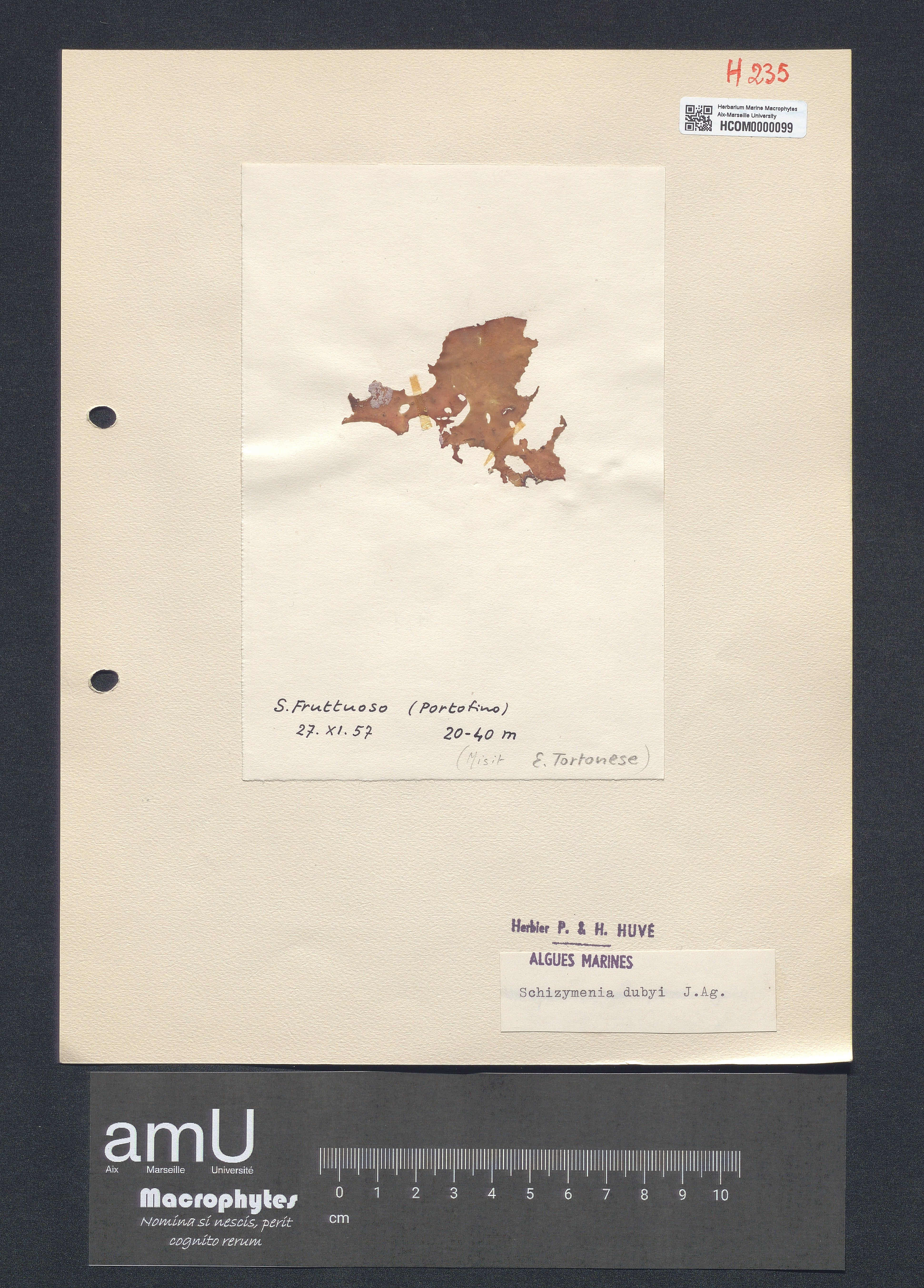 Schizymenia dubyi specimen