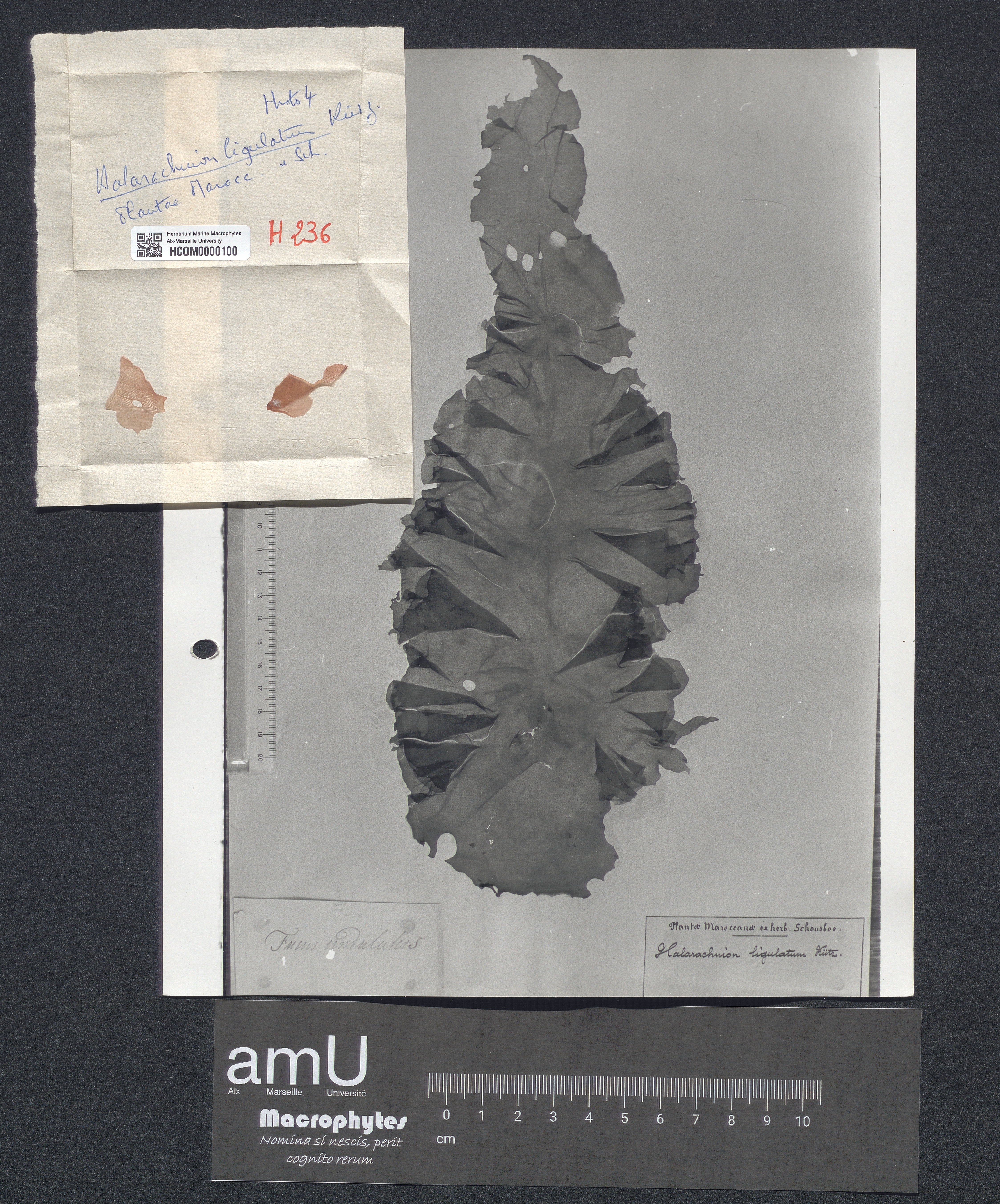 Halarachnion ligulatum specimen