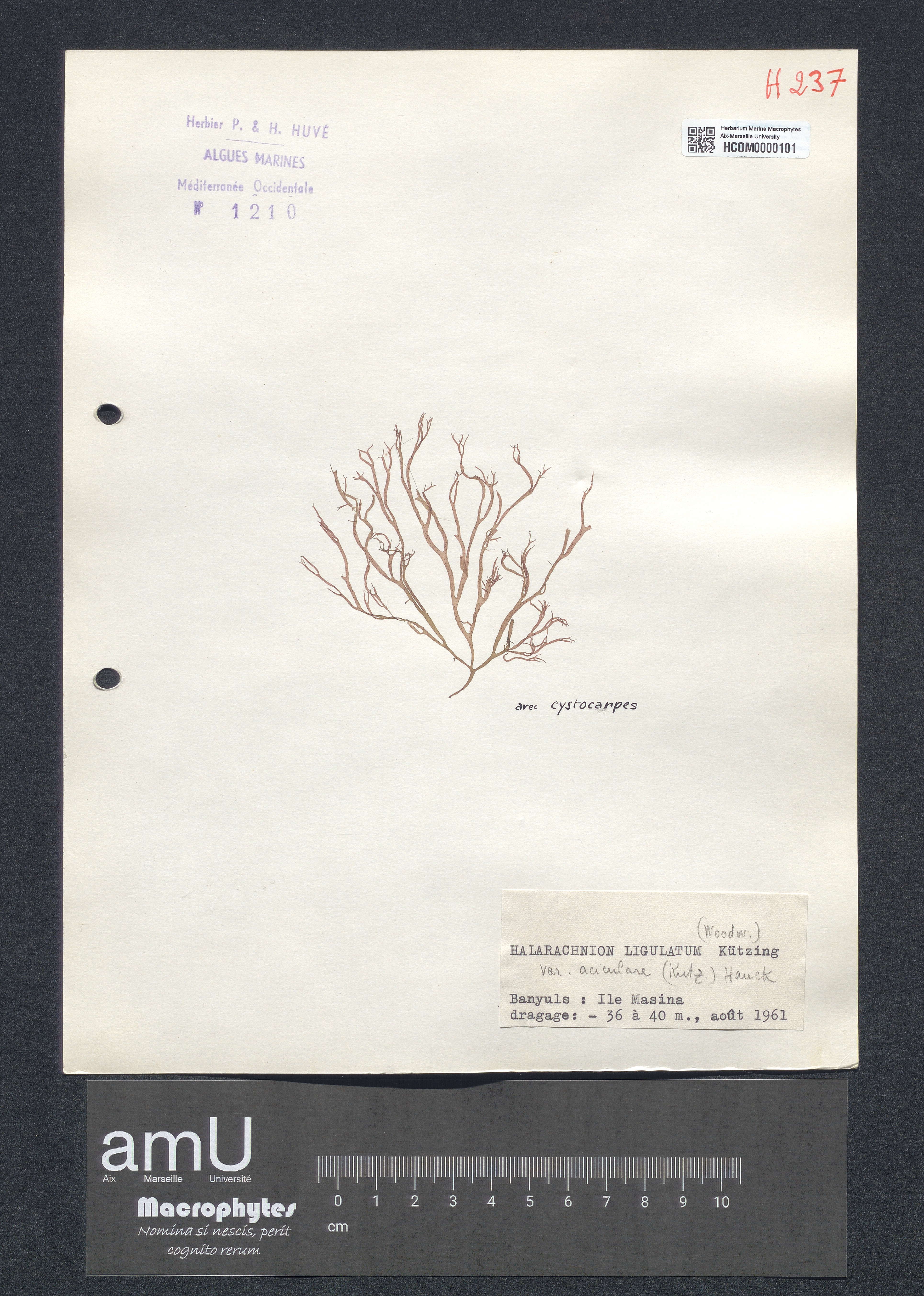 Halarachnion ligulatum var. aciculare specimen