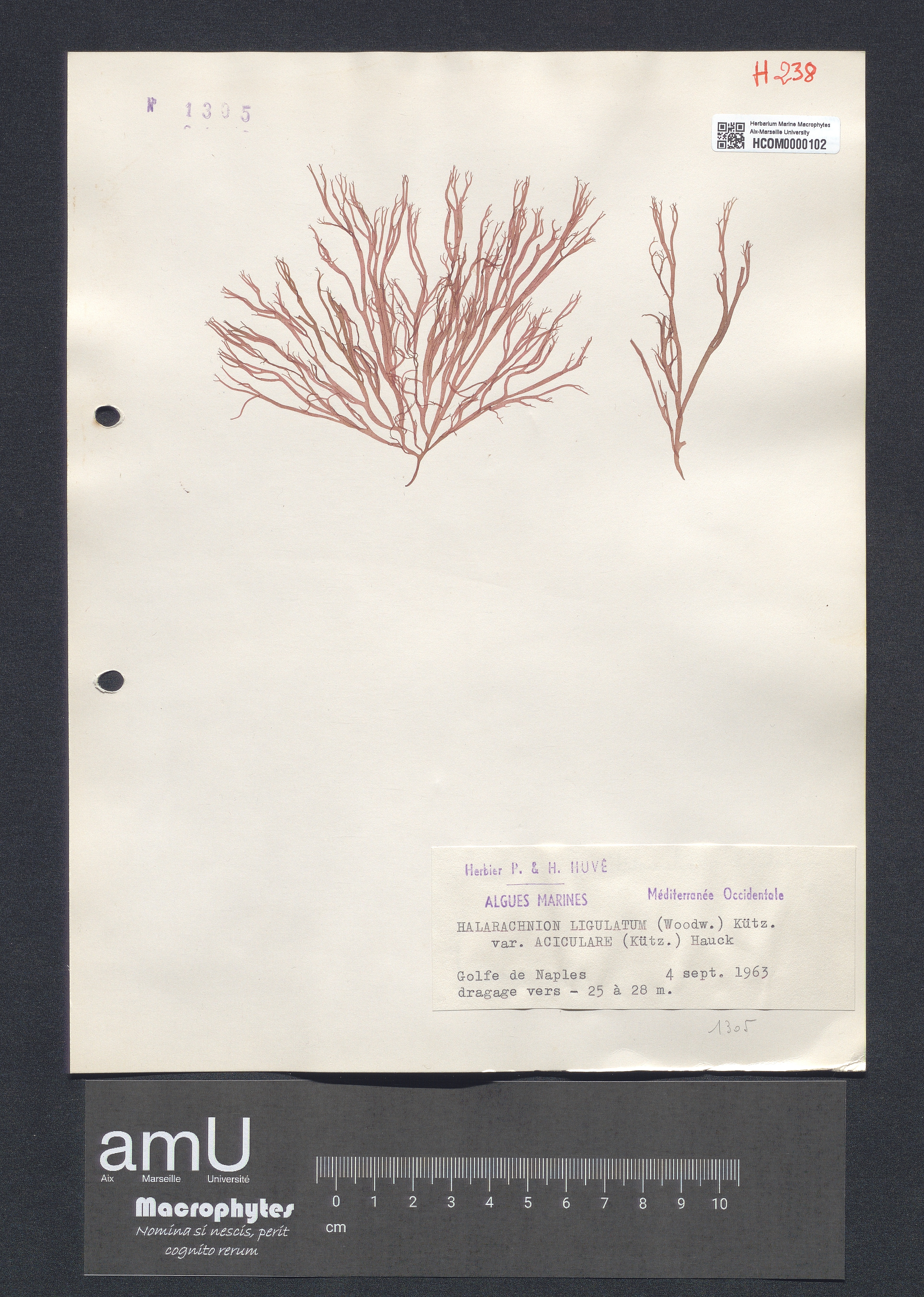 Halarachnion ligulatum var. aciculare specimen