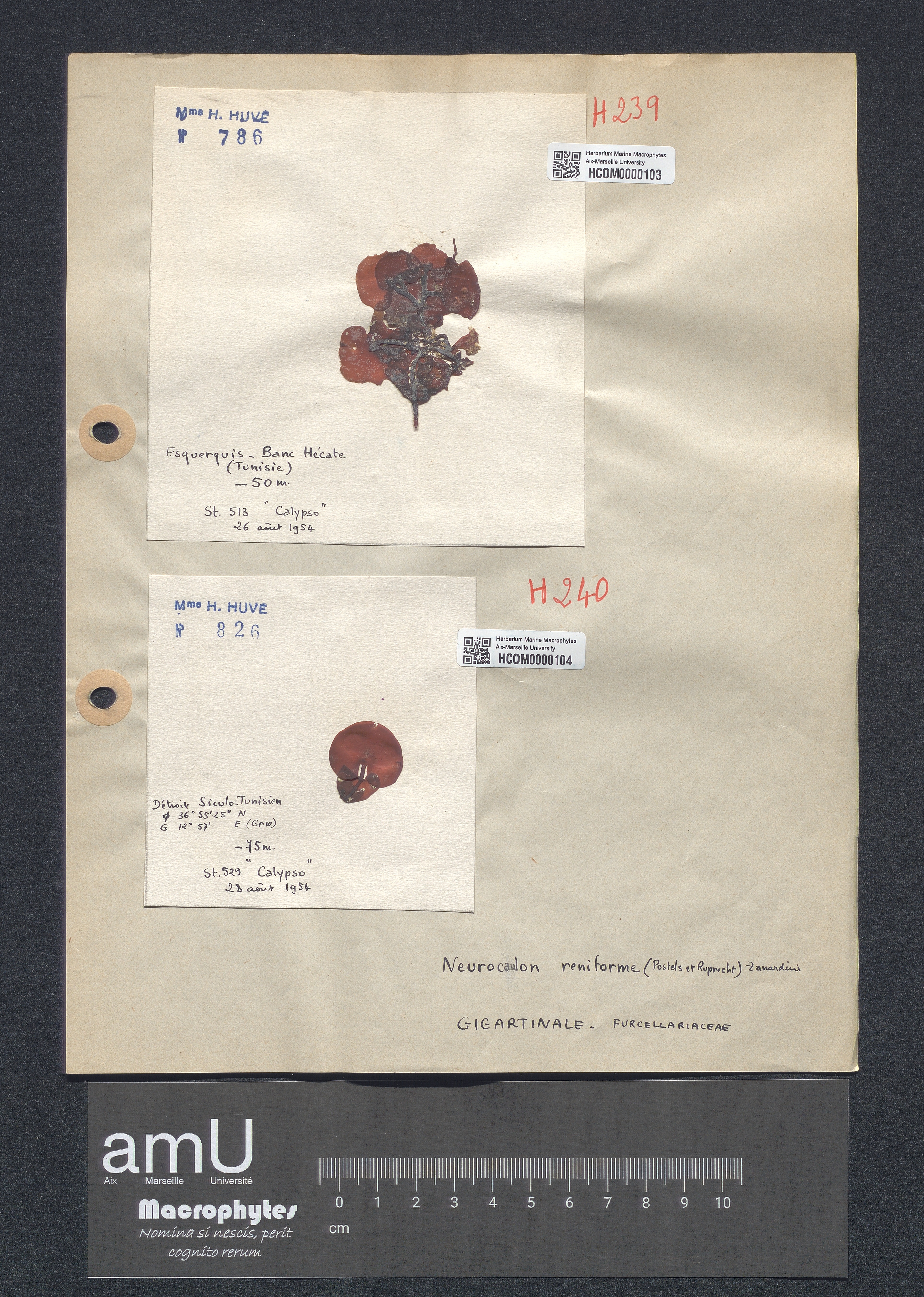 Neurocaulon reniforme specimen