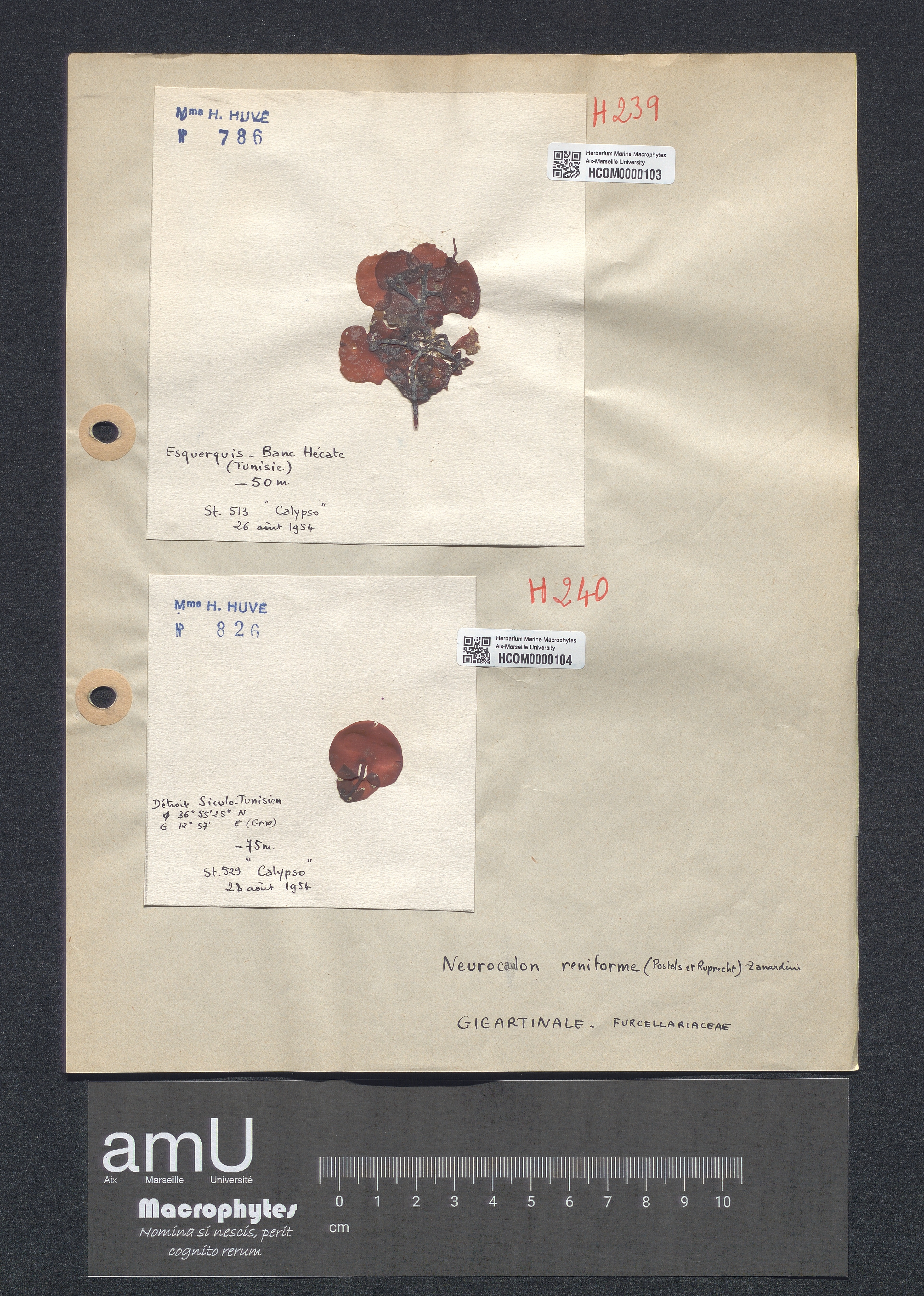 Neurocaulon reniforme specimen