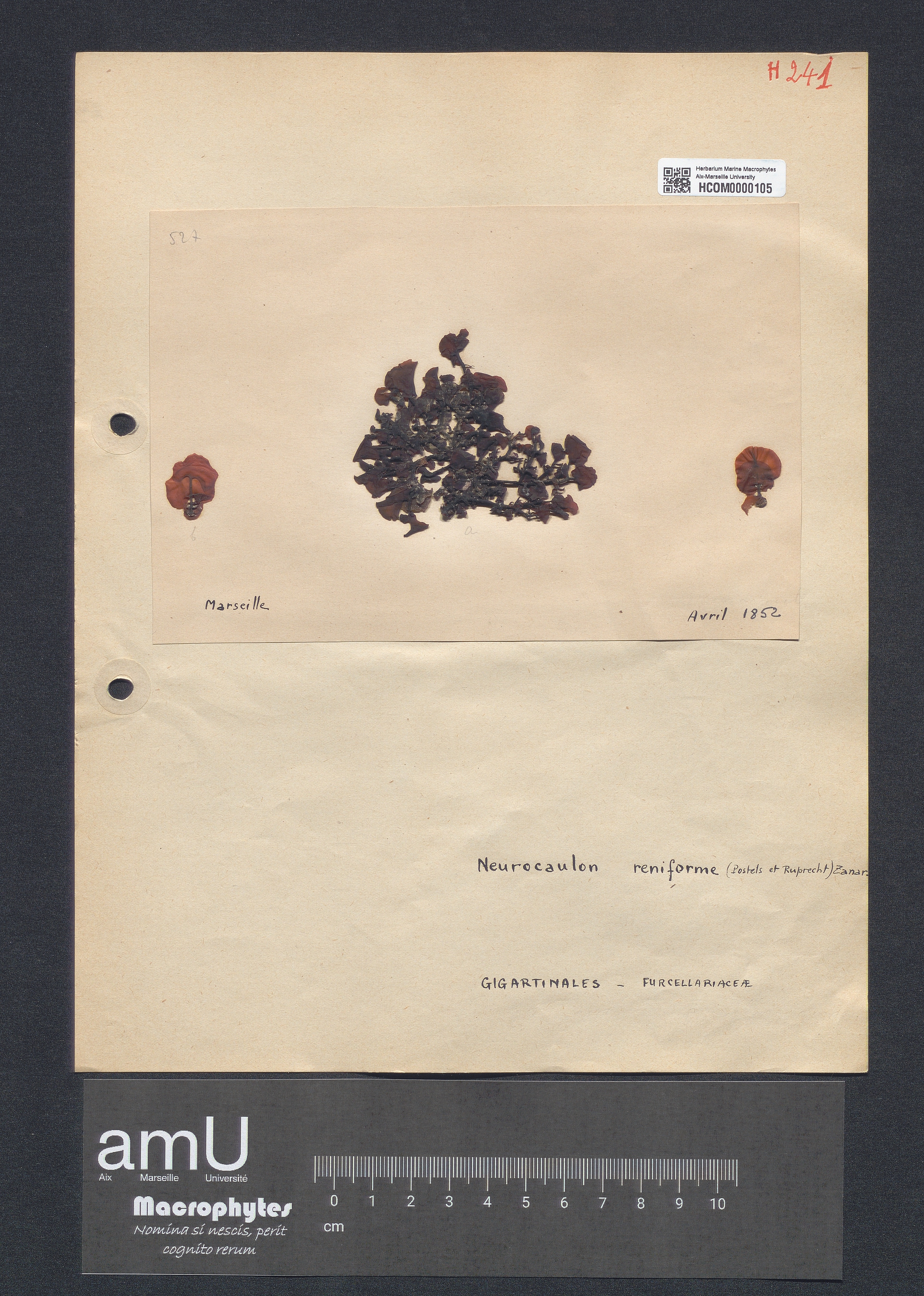 Neurocaulon reniforme specimen