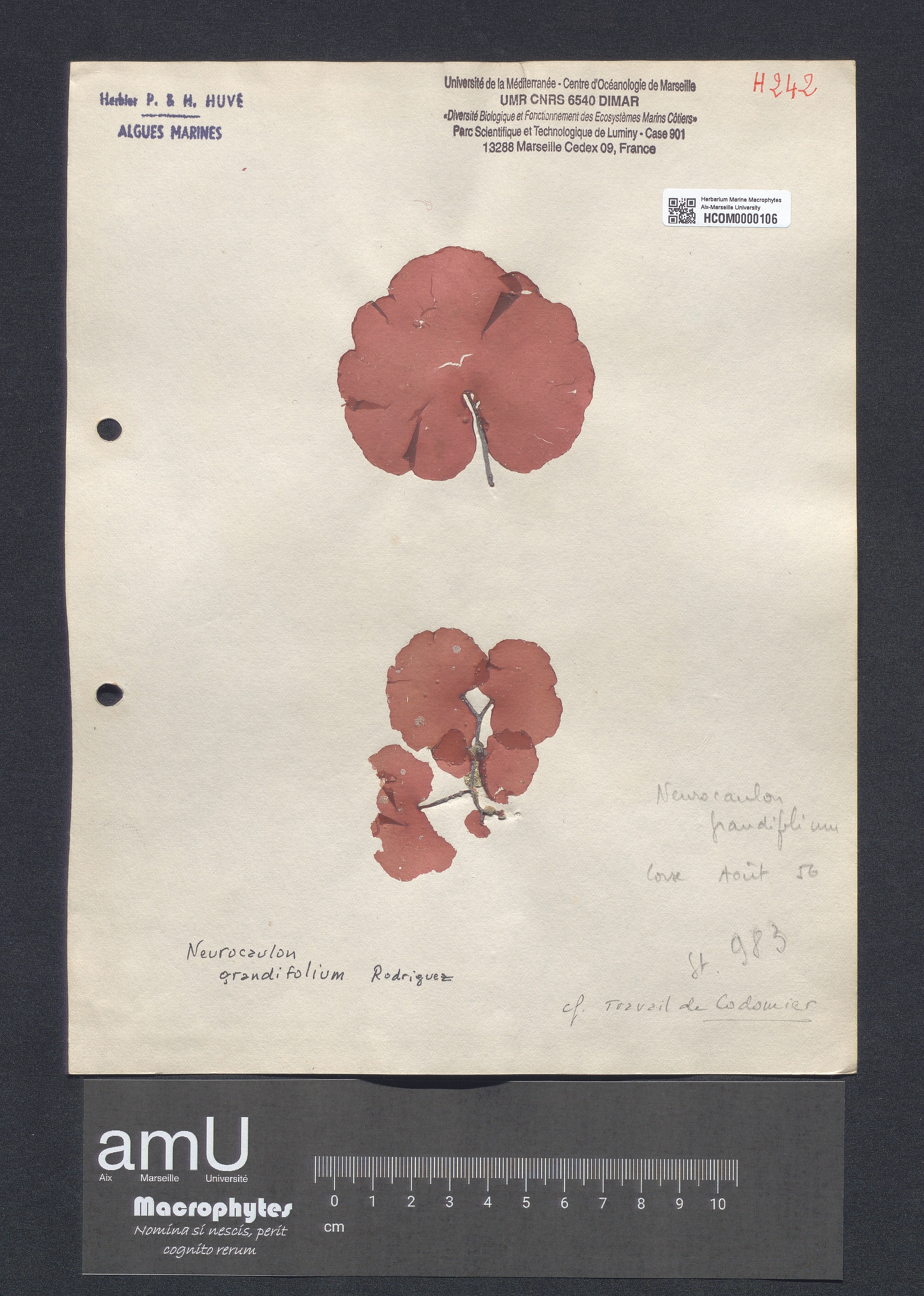 Neurocaulon grandifolium specimen