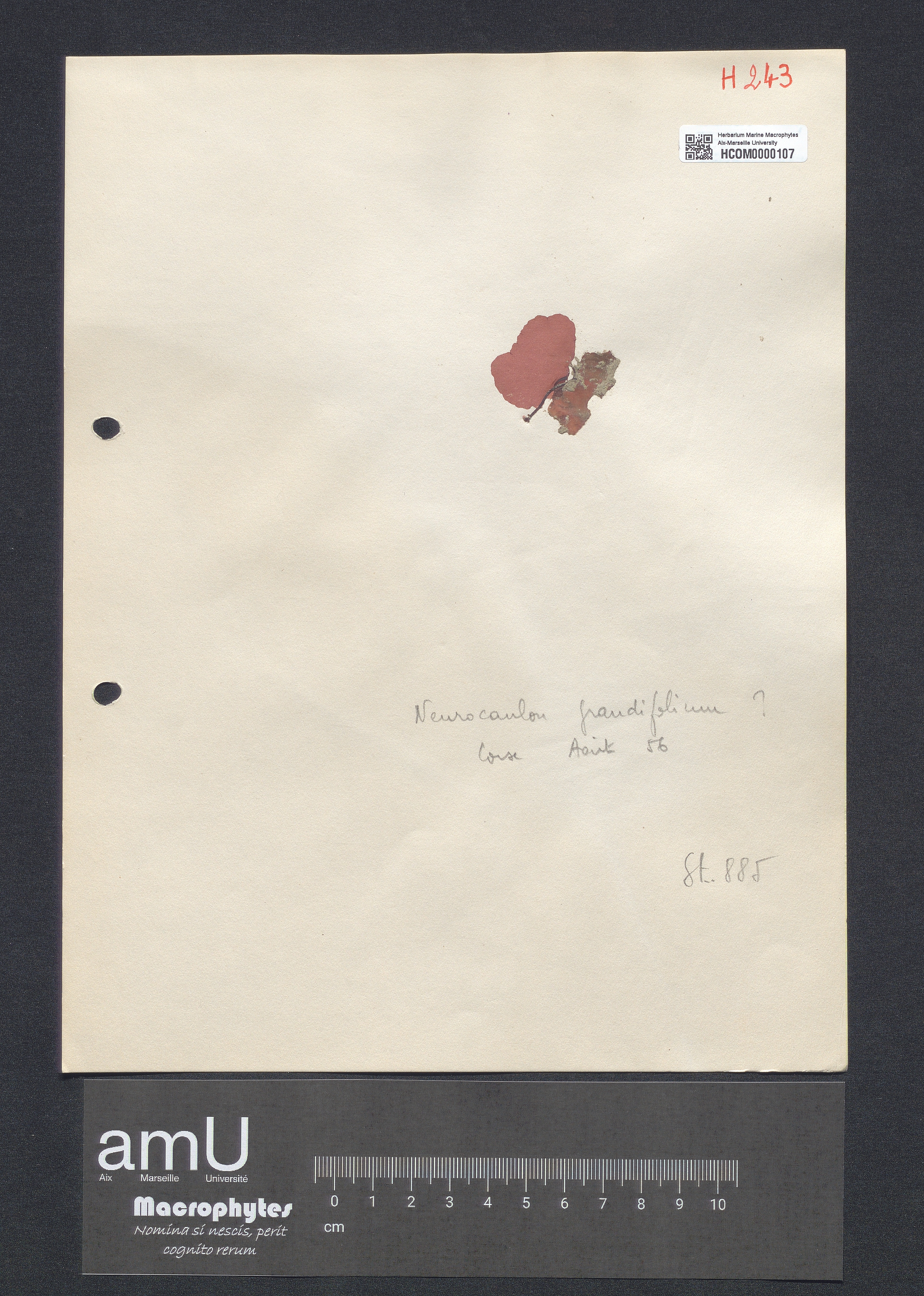 Neurocaulon grandifolium specimen