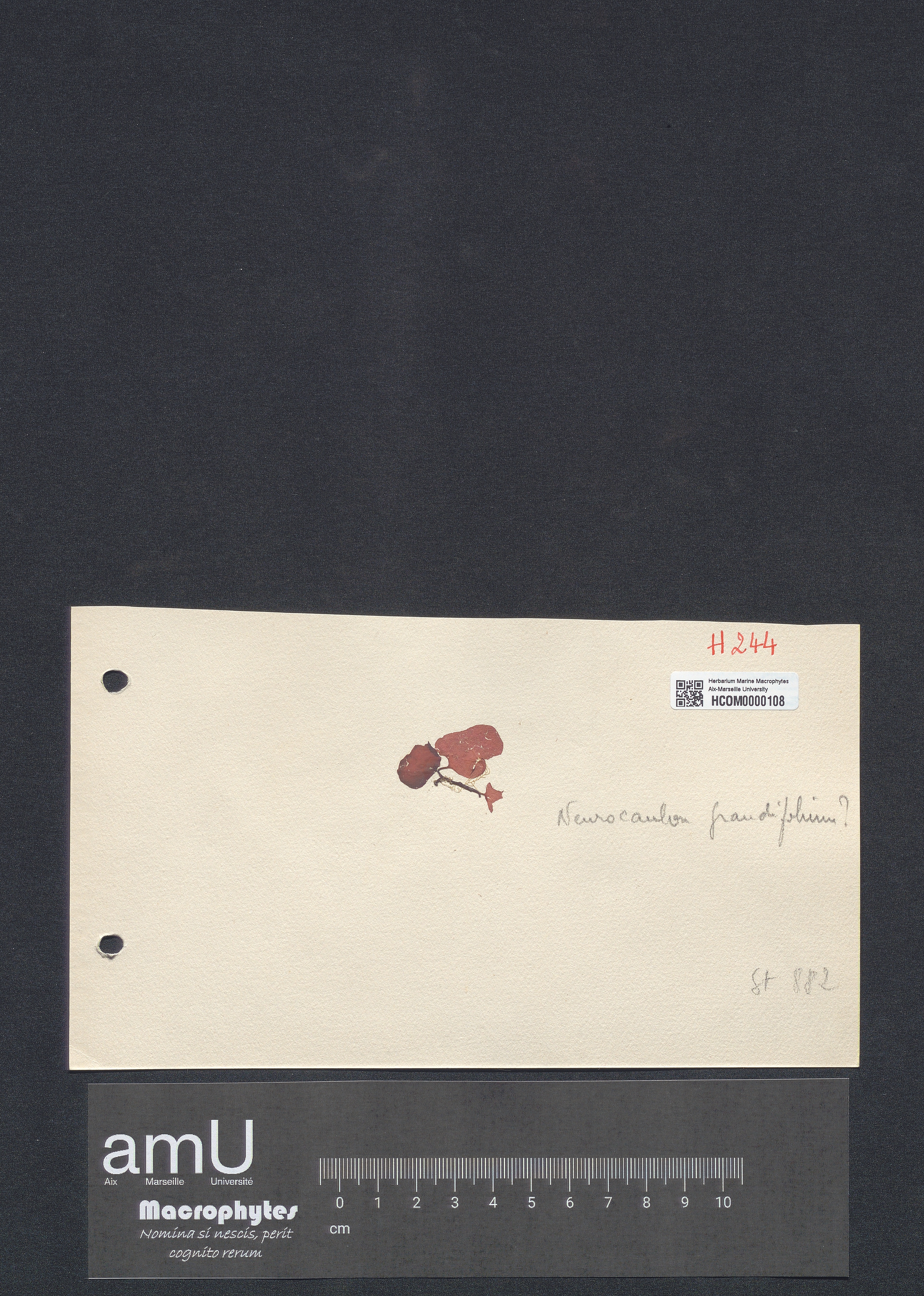 Neurocaulon grandifolium specimen