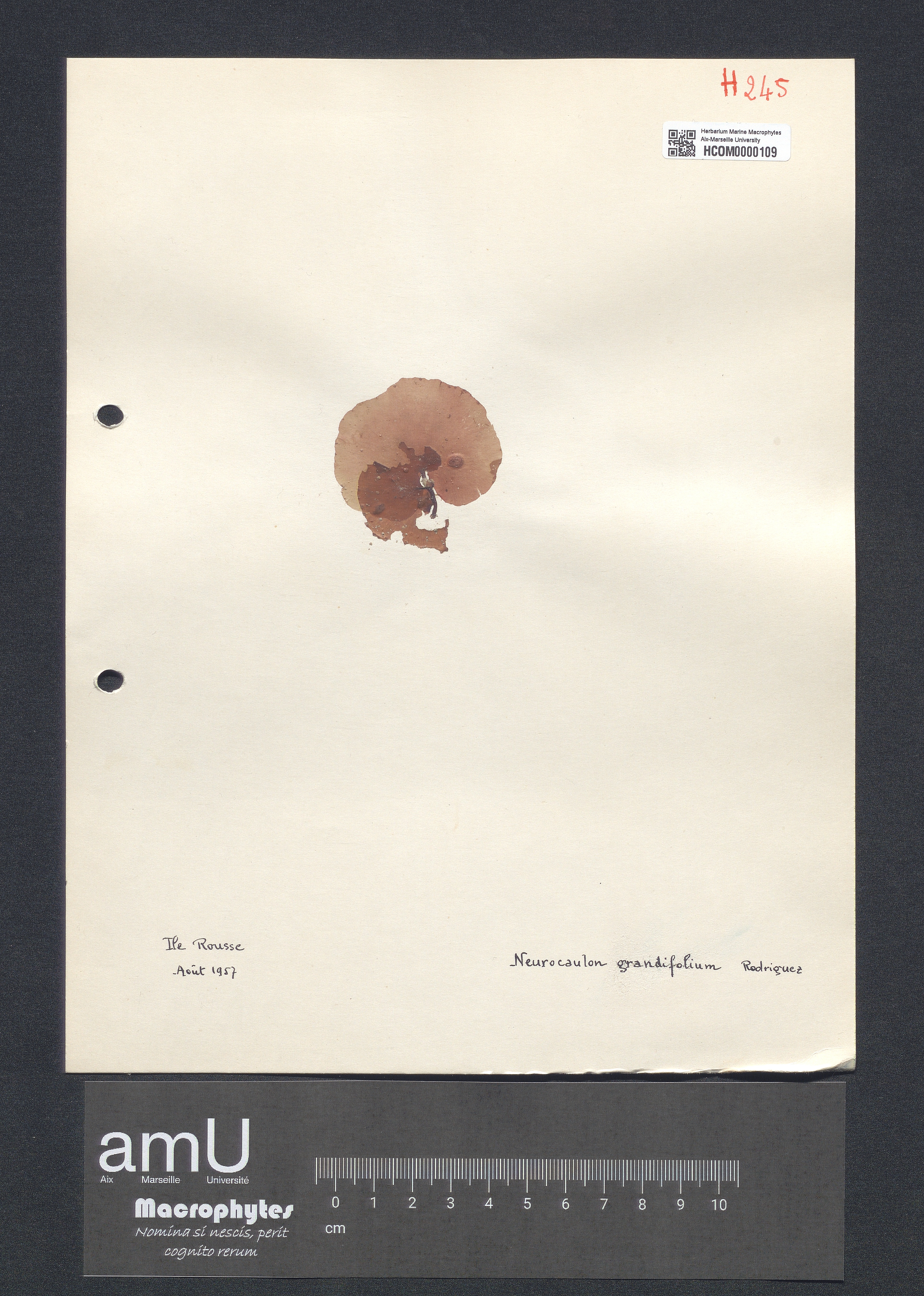 Neurocaulon grandifolium specimen