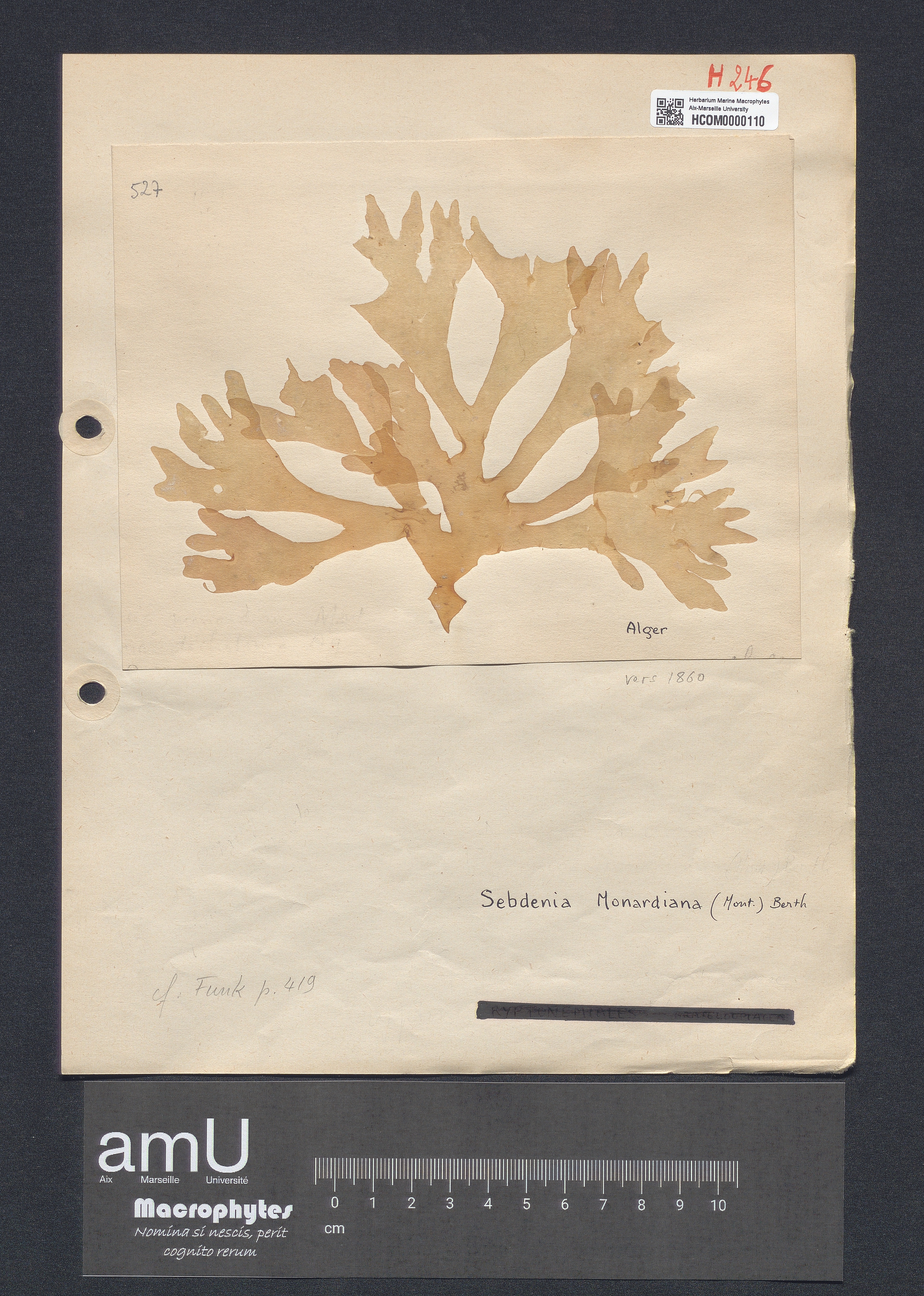 Sebdenia monardiana specimen