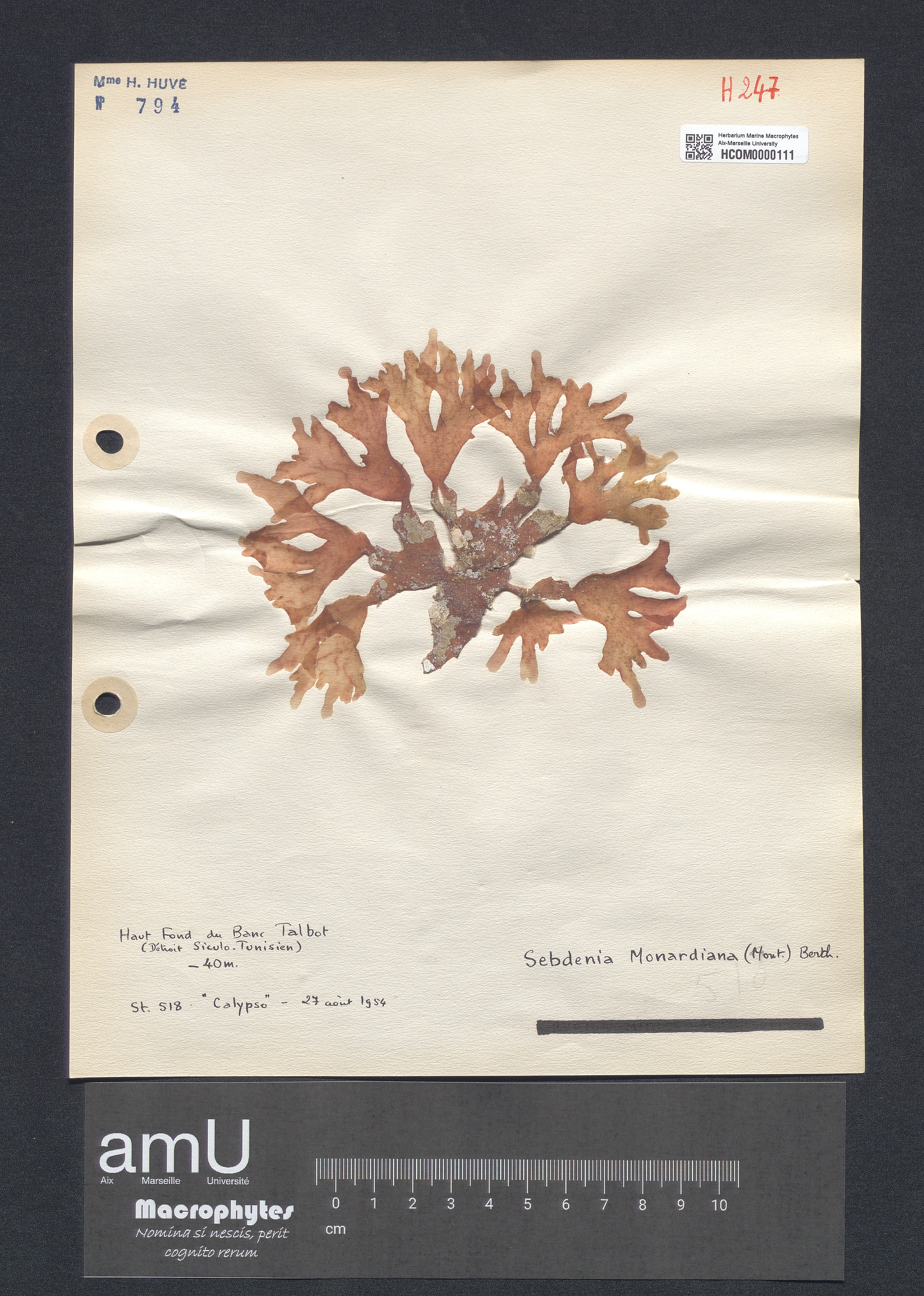 Sebdenia monardiana specimen