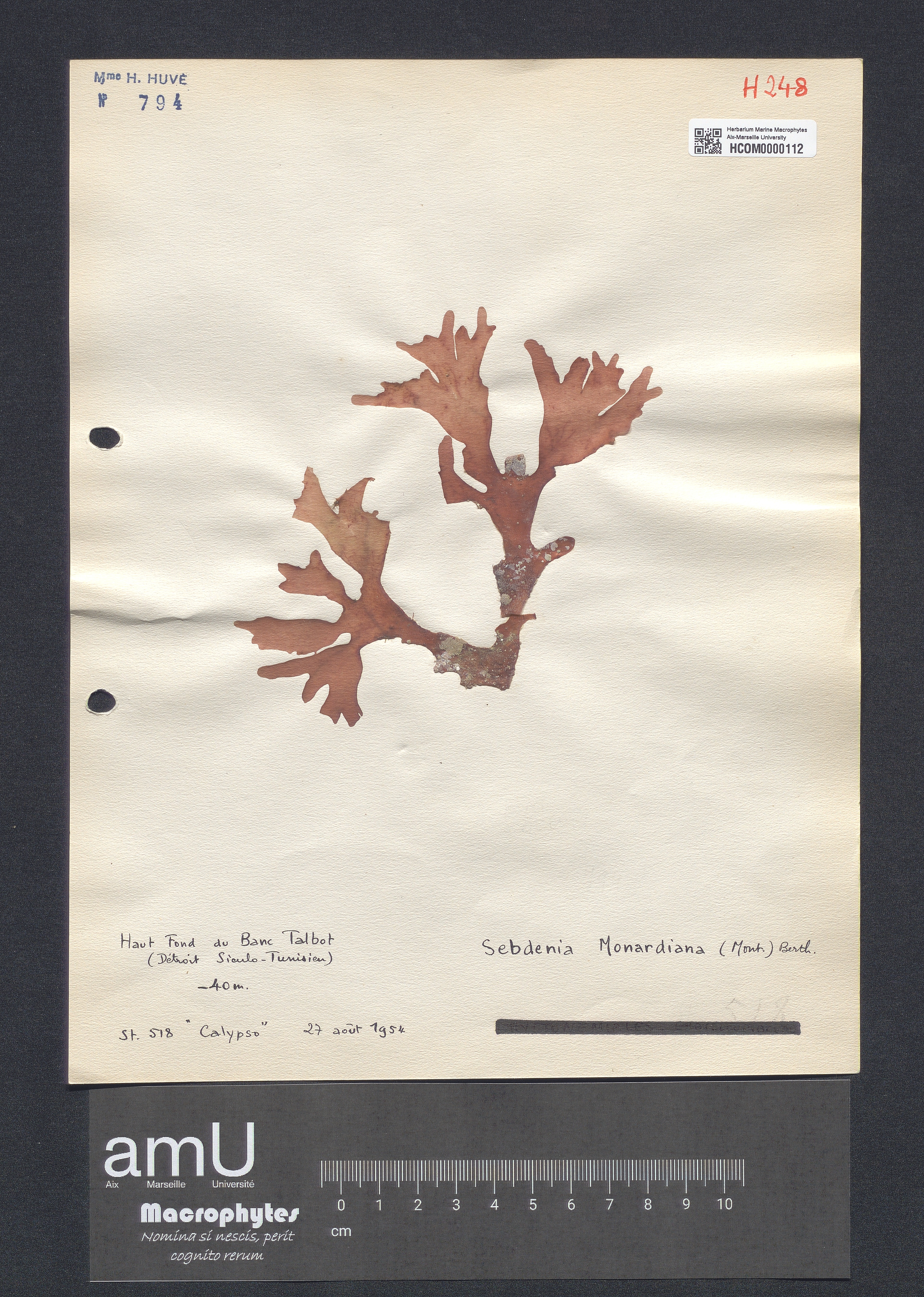 Sebdenia monardiana specimen