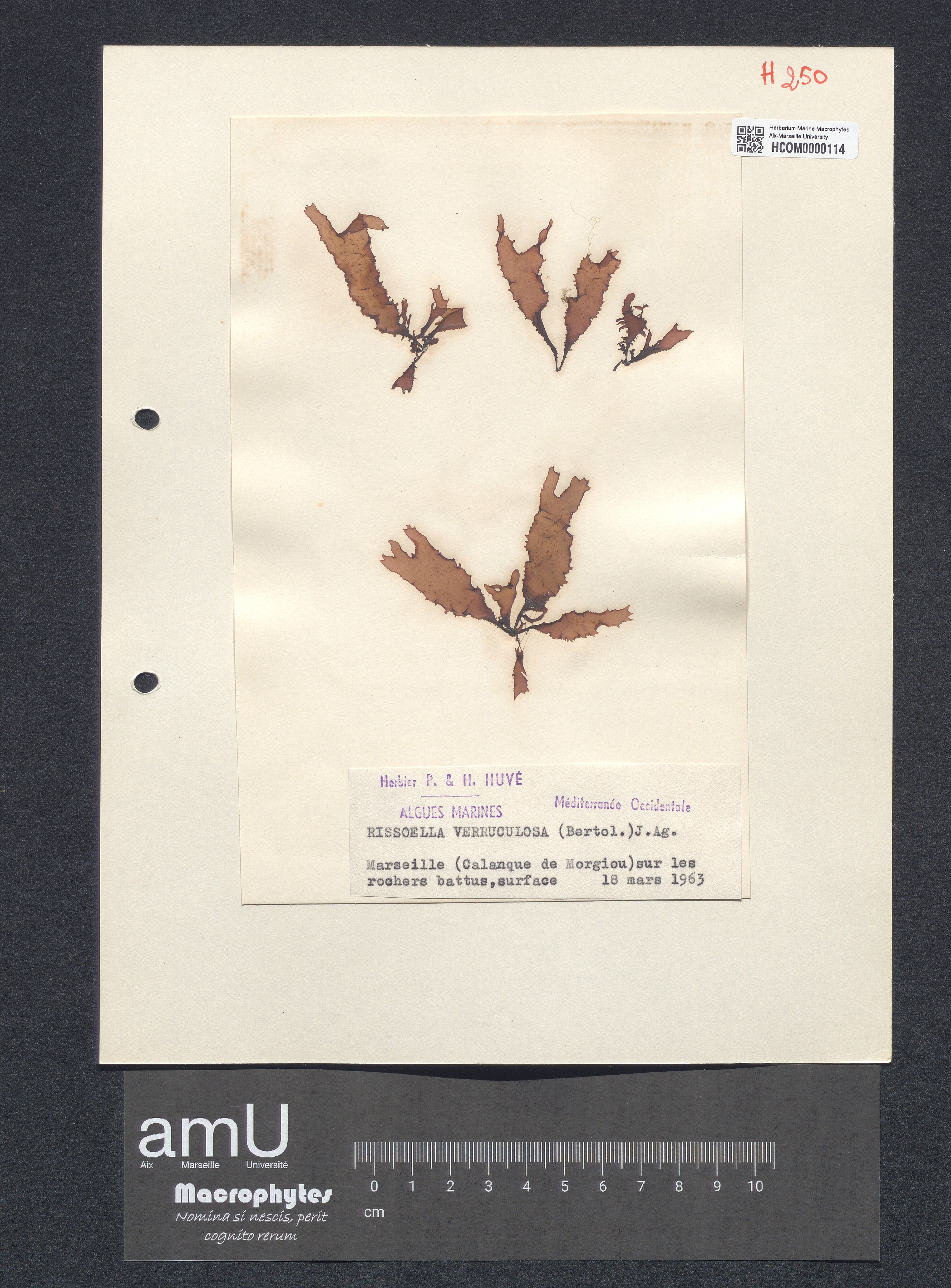 Rissoella verruculosa specimen