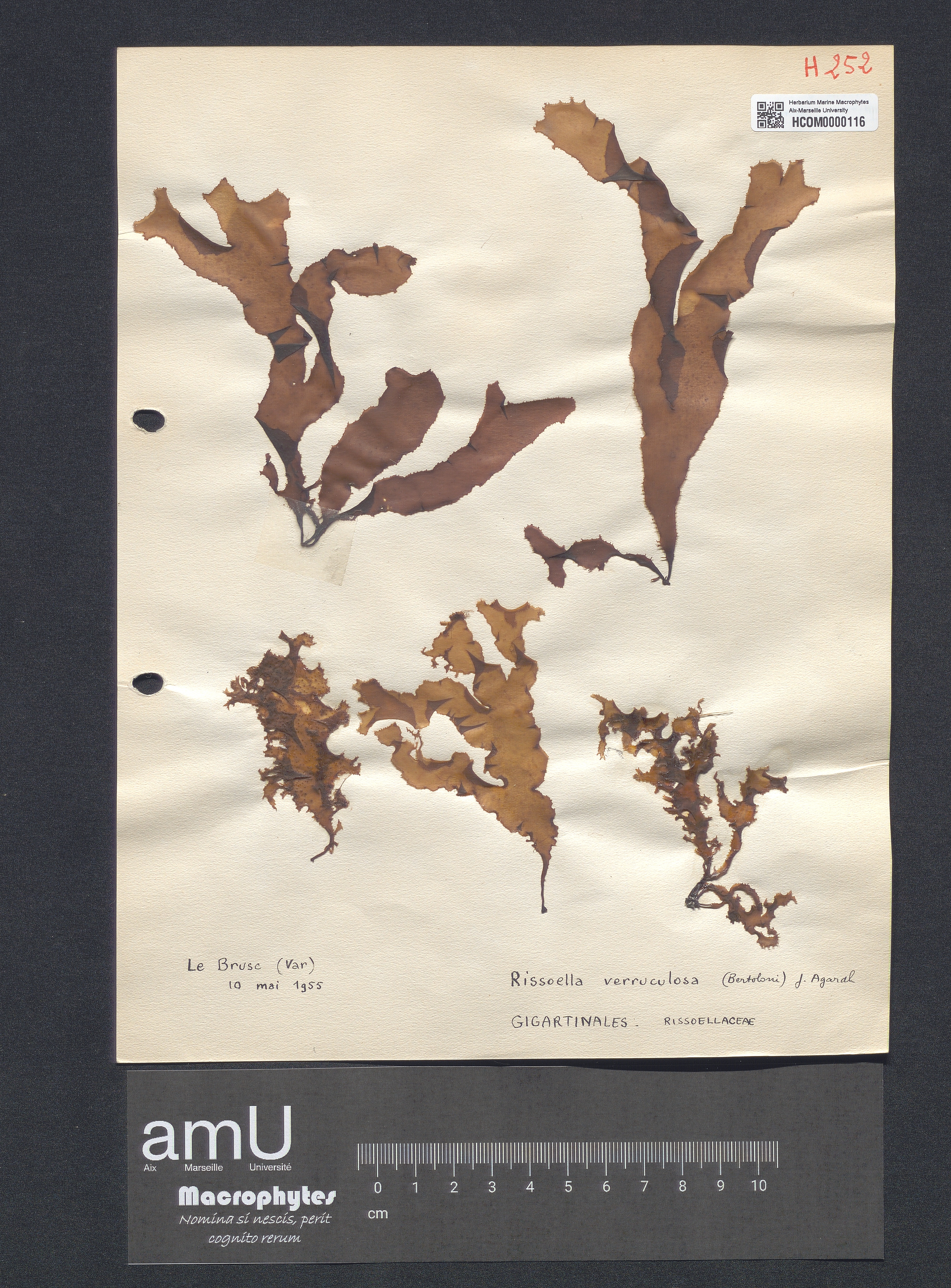 Rissoella verruculosa specimen
