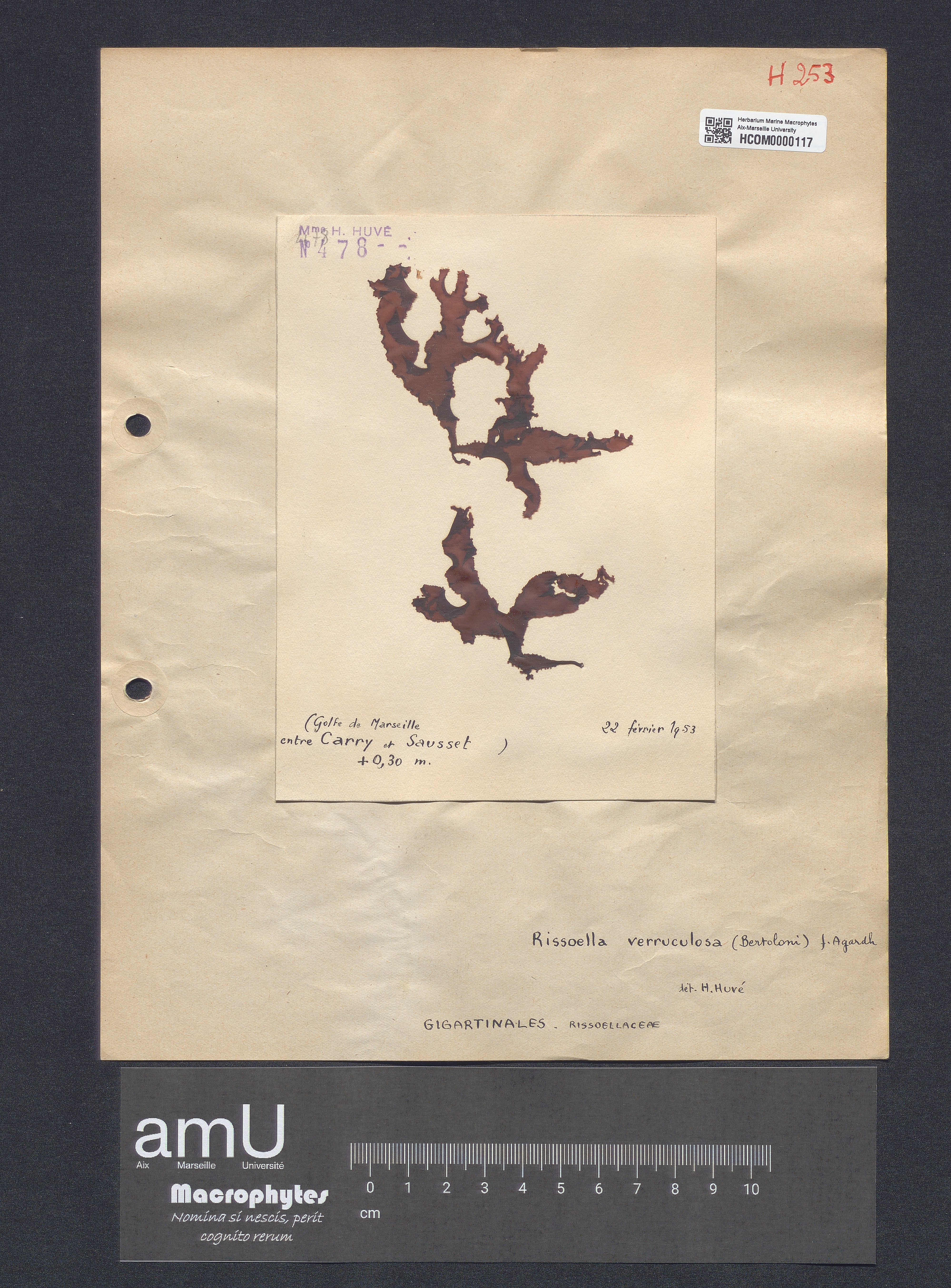 Rissoella verruculosa specimen