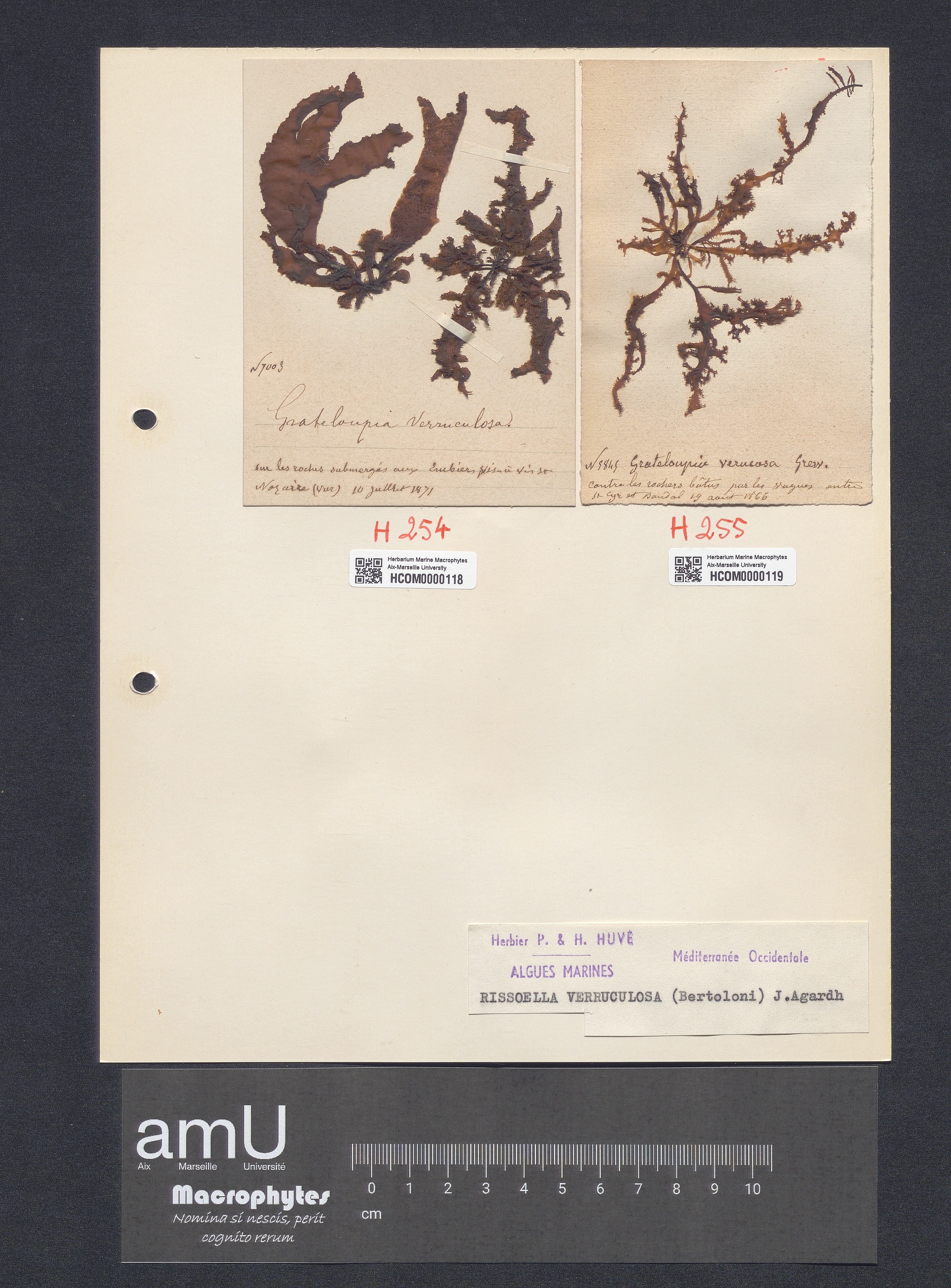 Rissoella verruculosa specimen