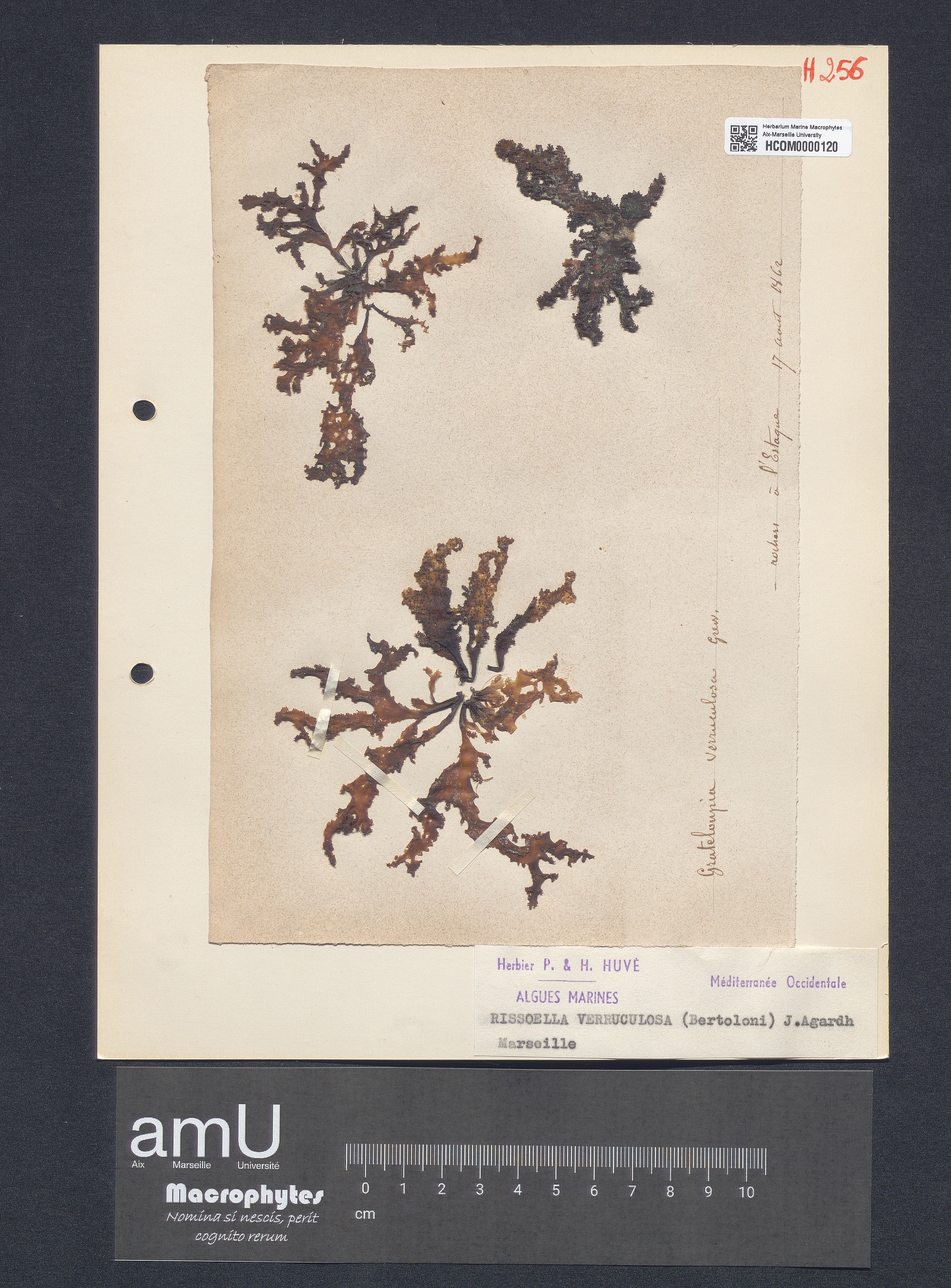 Rissoella verruculosa specimen