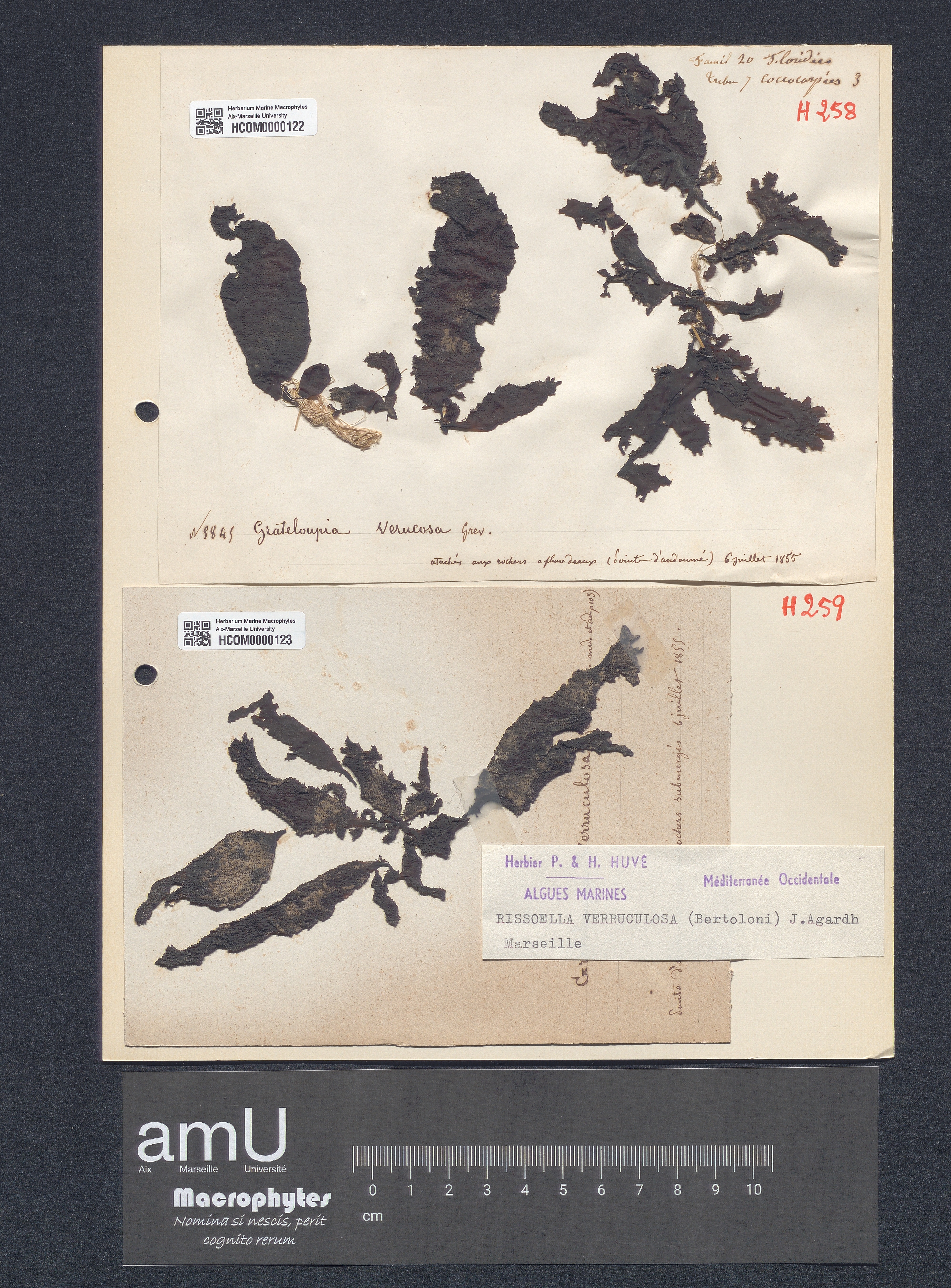 Rissoella verruculosa specimen