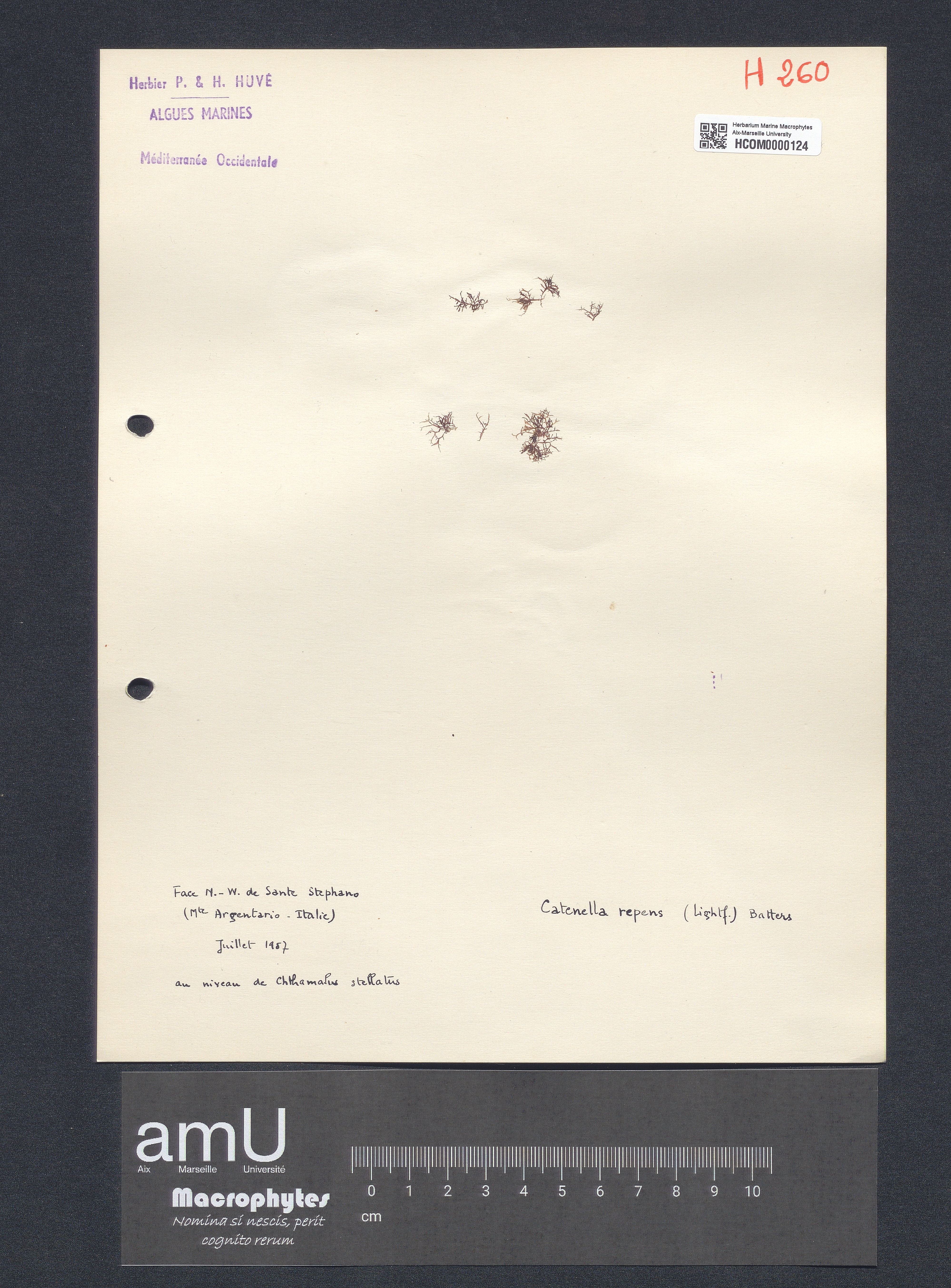 Catenella repens specimen