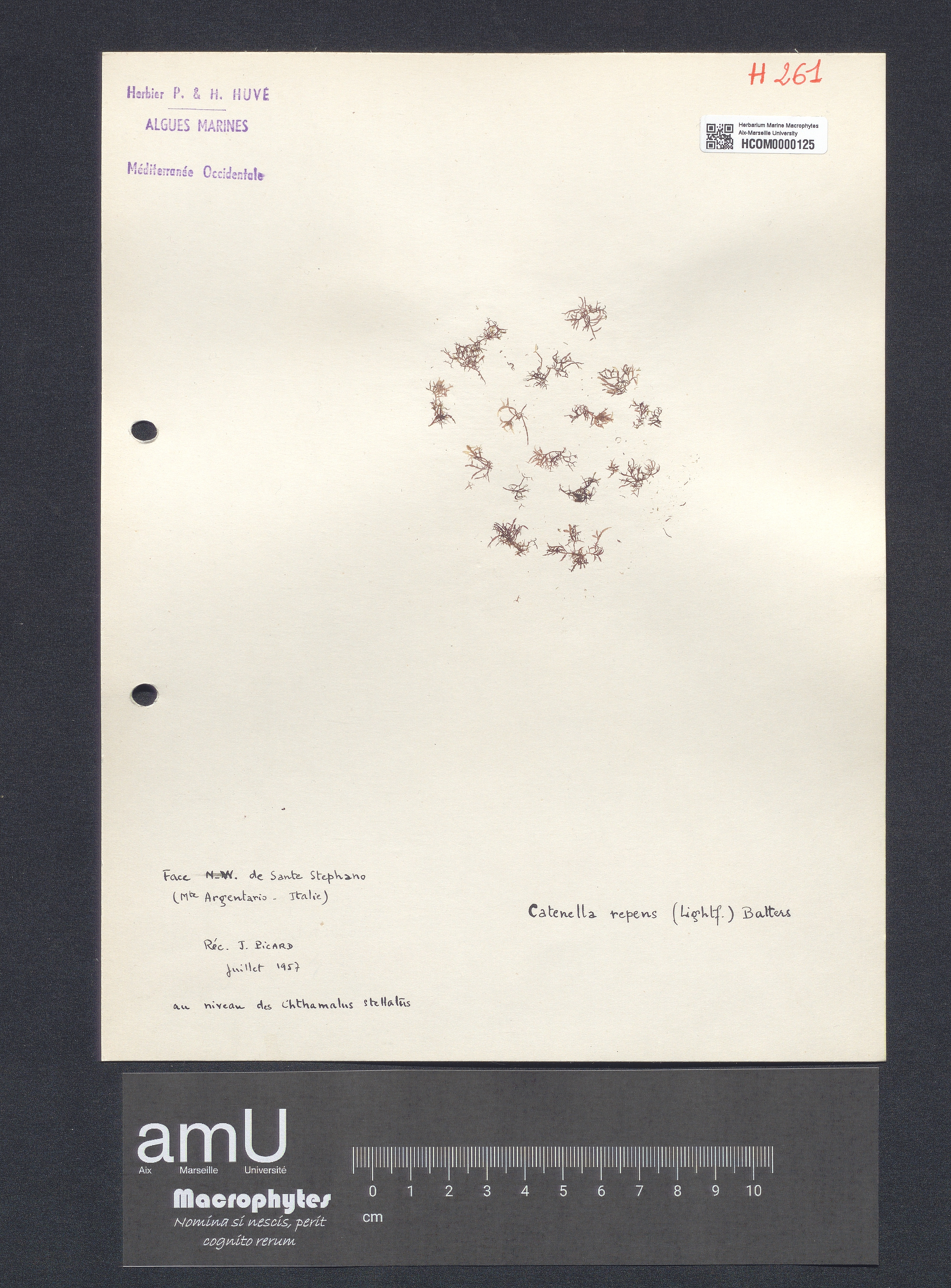Catenella repens specimen