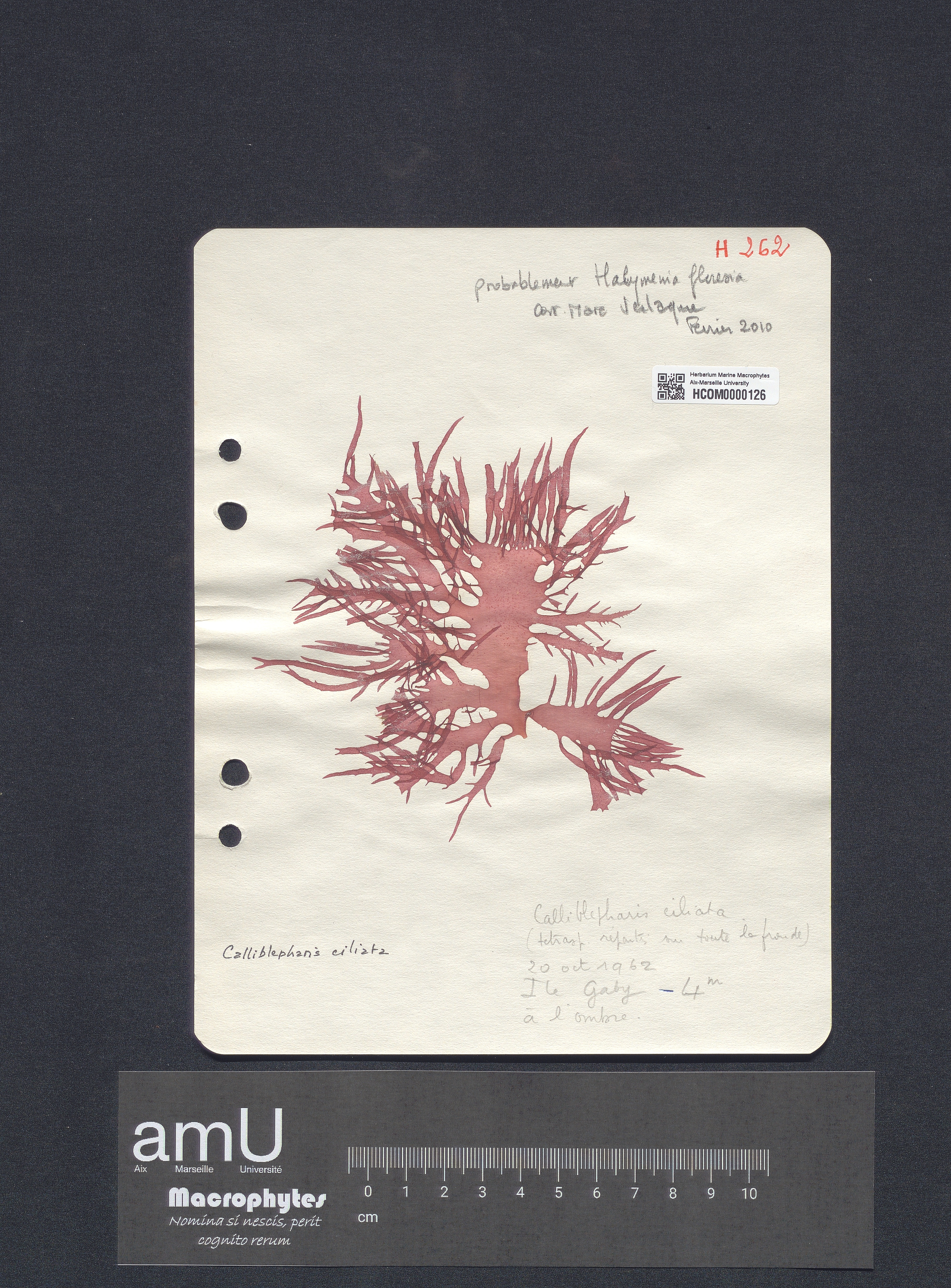 Calliblepharis ciliata specimen